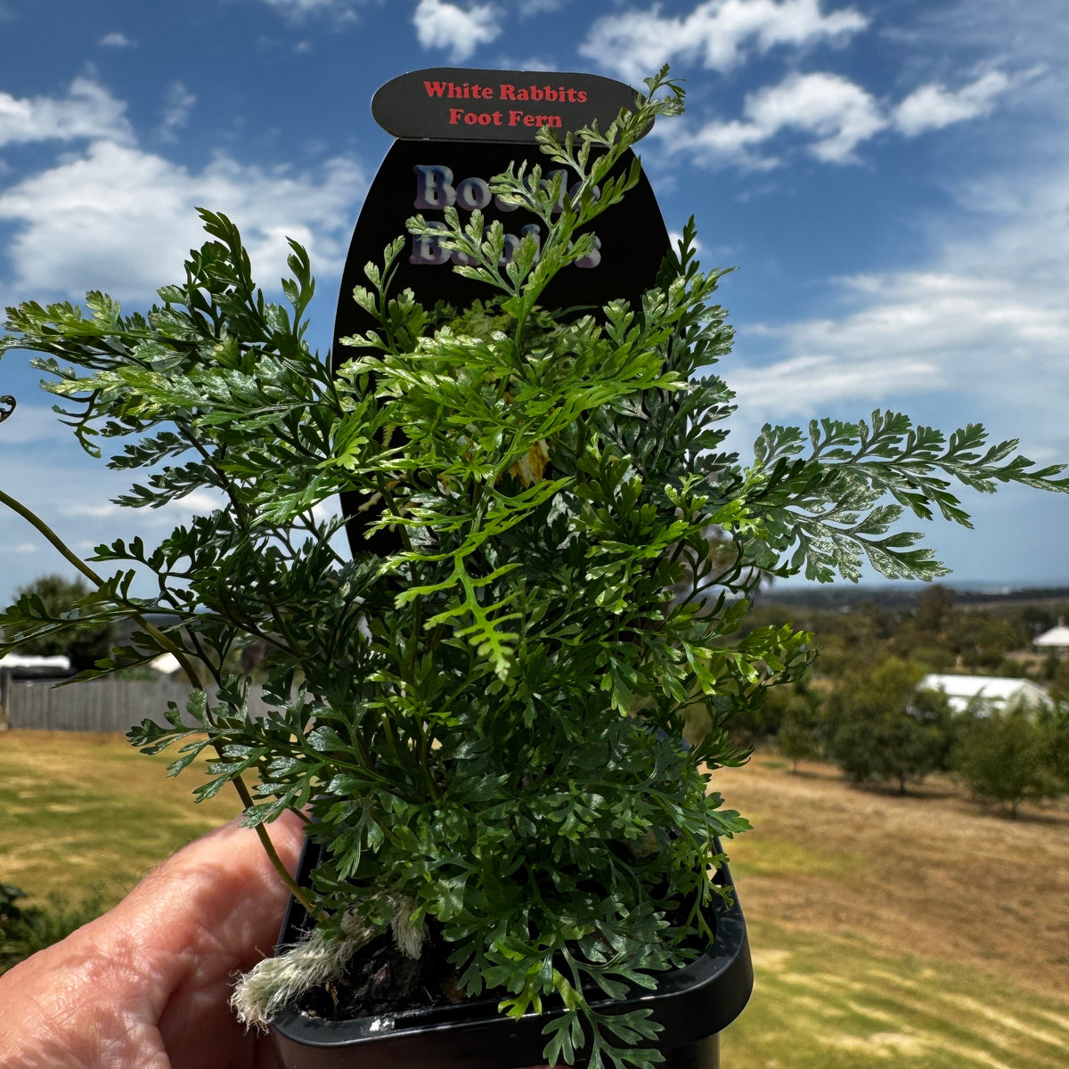 Humata Fern Humata tyermanii - White Rabbit's Foot Fern – Collectors Online