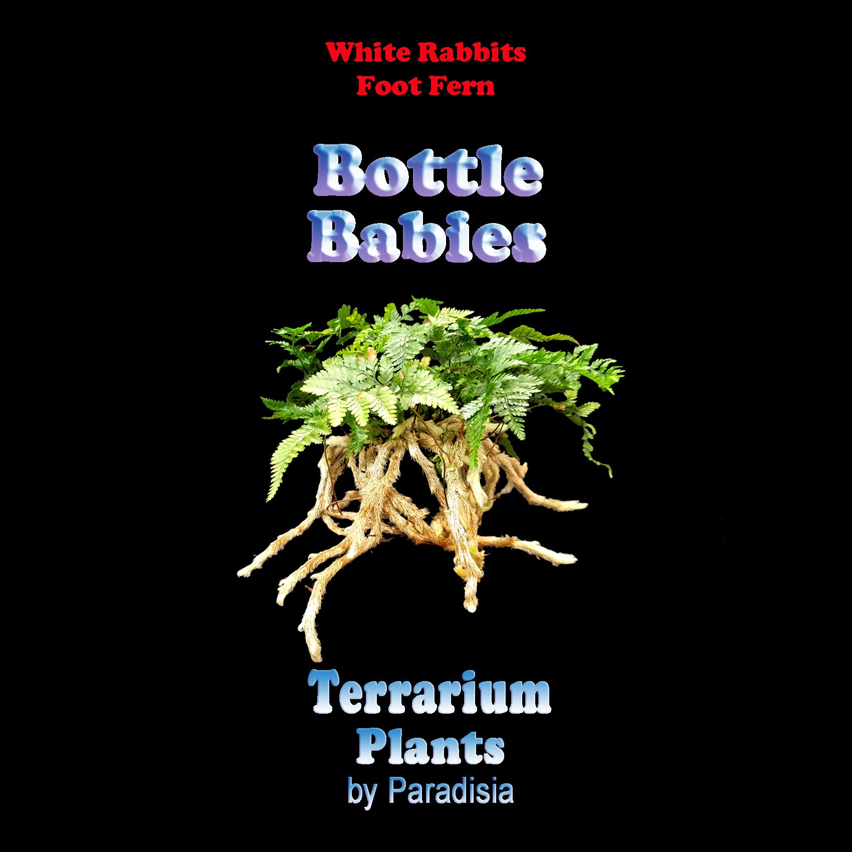 Humata-tyermanii-White-Rabbits-Foot-Fern-Tag