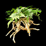 Humata-tyermanii-White-Rabbits-Foot-Fern