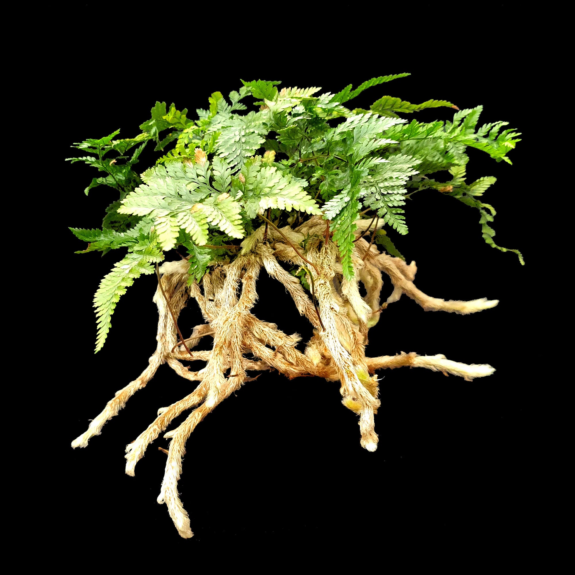 Humata-tyermanii-White-Rabbits-Foot-Fern