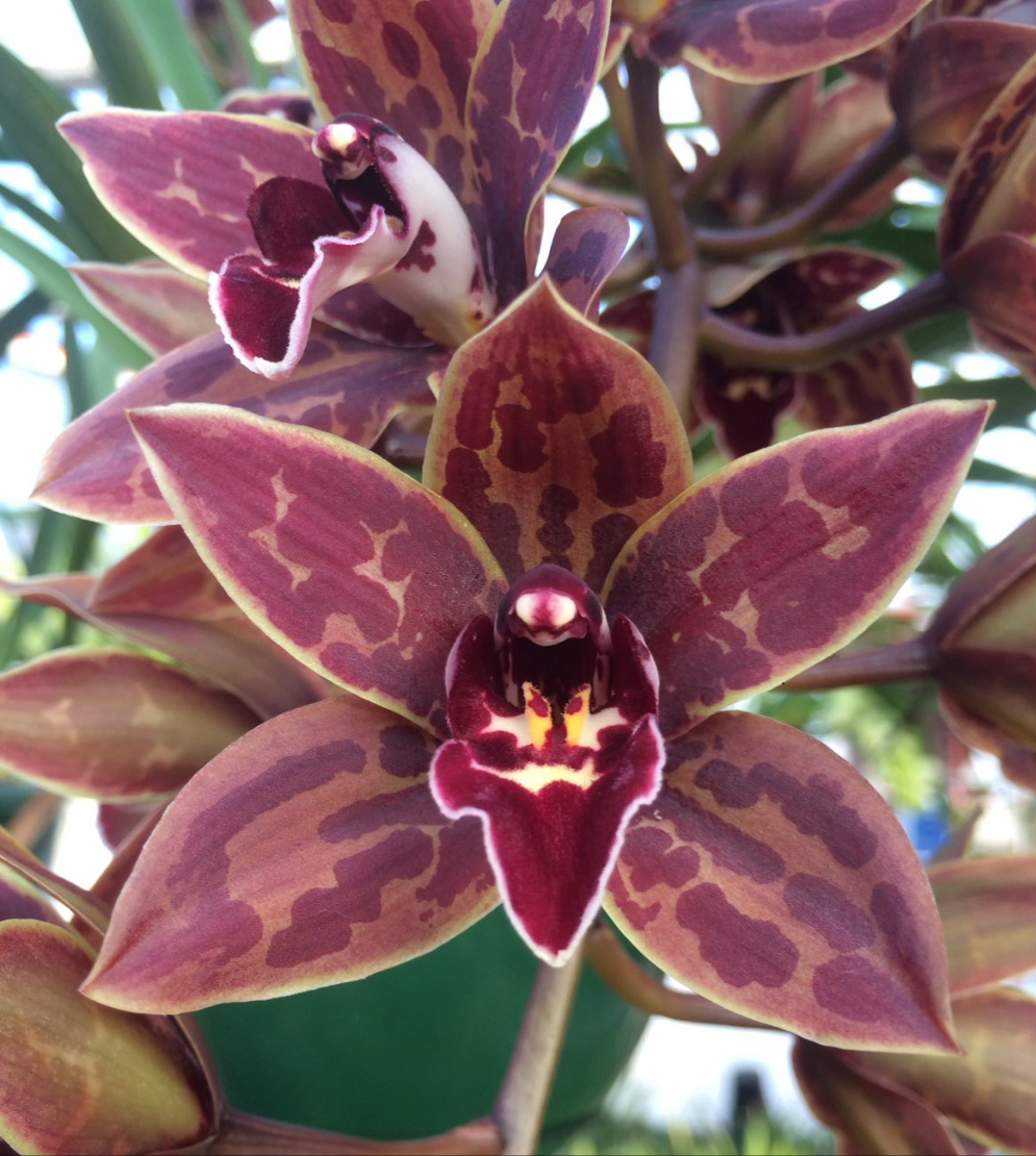Cymbidium Canned Magic 'Kobe'