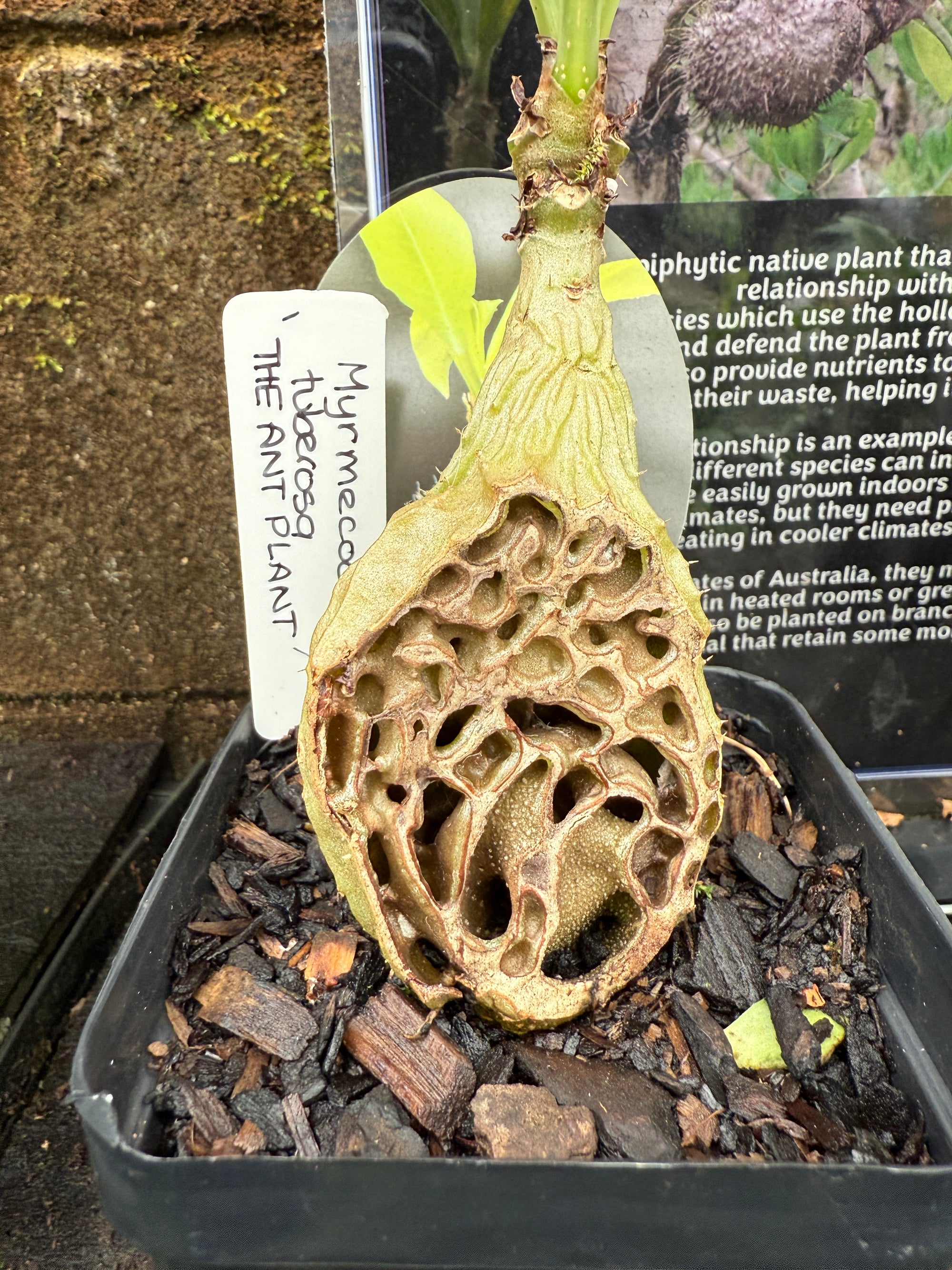 Myrmecodia tuberosa - Ant Plant
