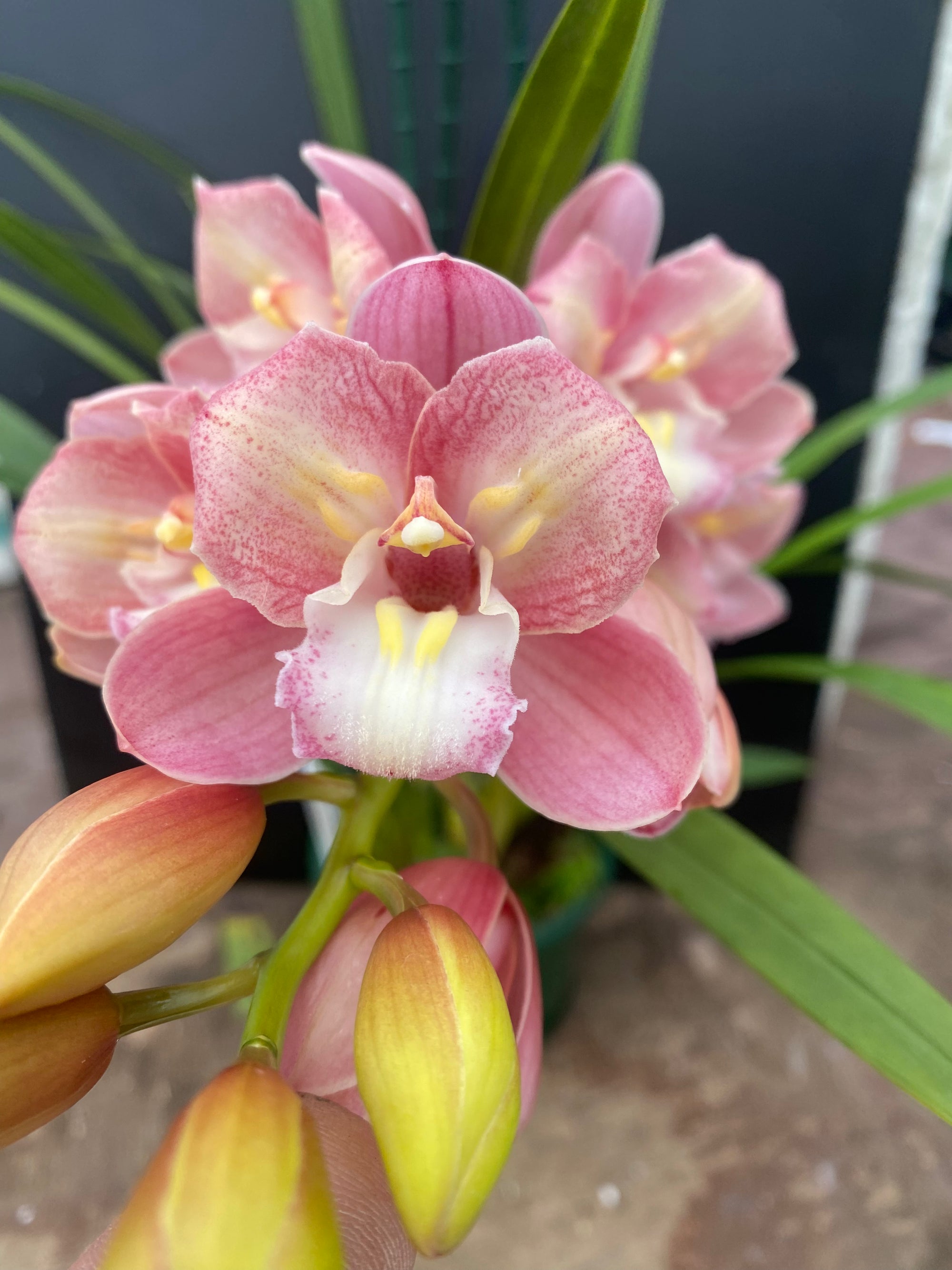 Cymbidium Maluka Baby Pink Peloric - One Off Special