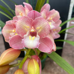 Cymbidium Maluka Baby Pink Peloric - One Off Special