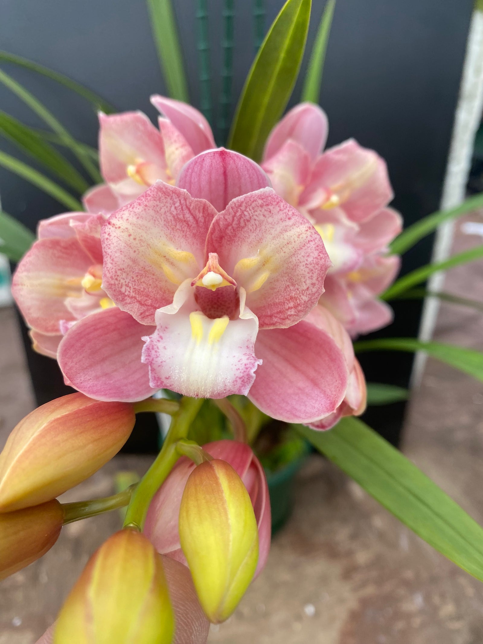 Cymbidium Maluka Baby Pink Peloric - One Off Special