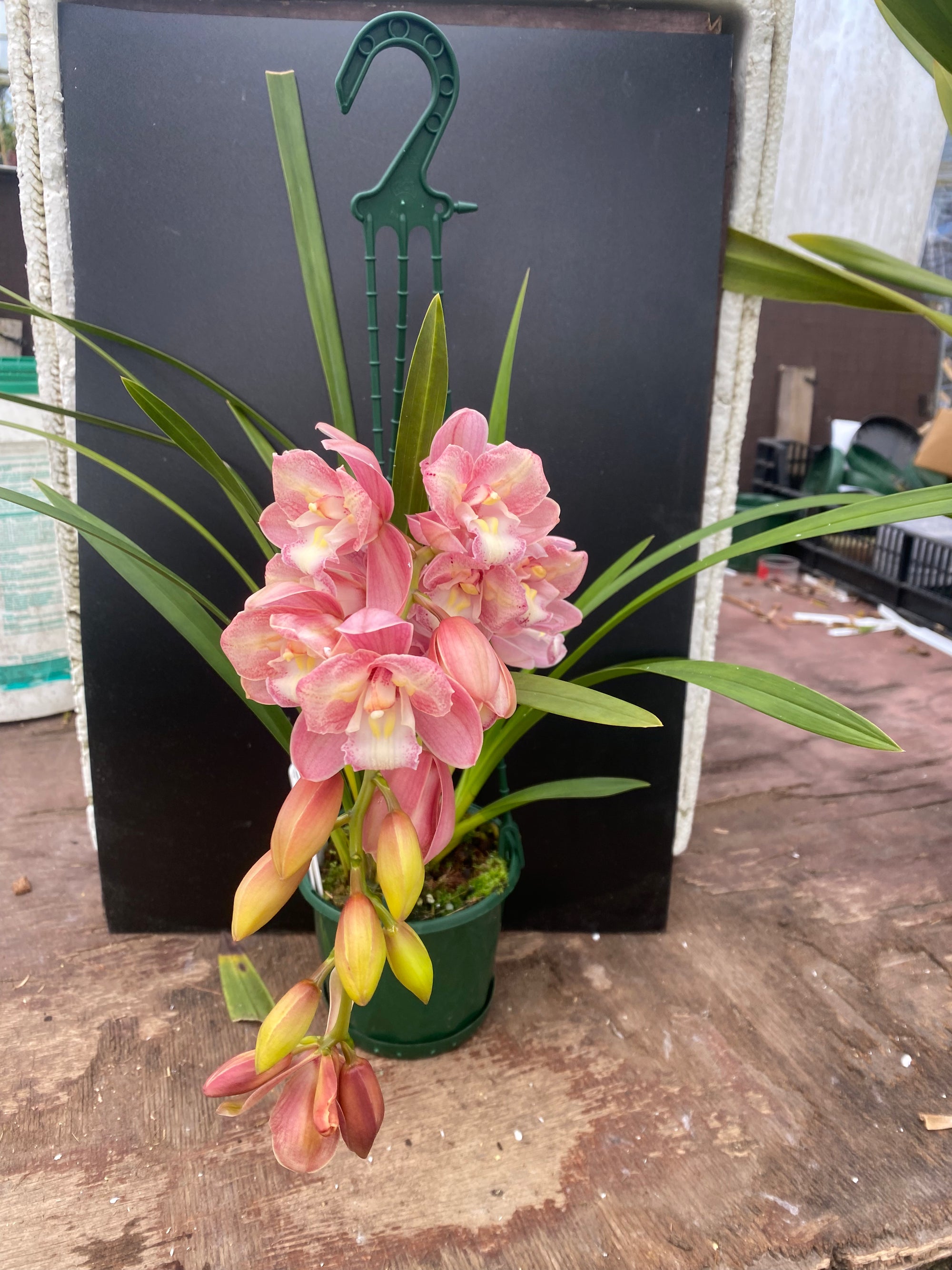 Cymbidium Maluka Baby Pink Peloric - One Off Special