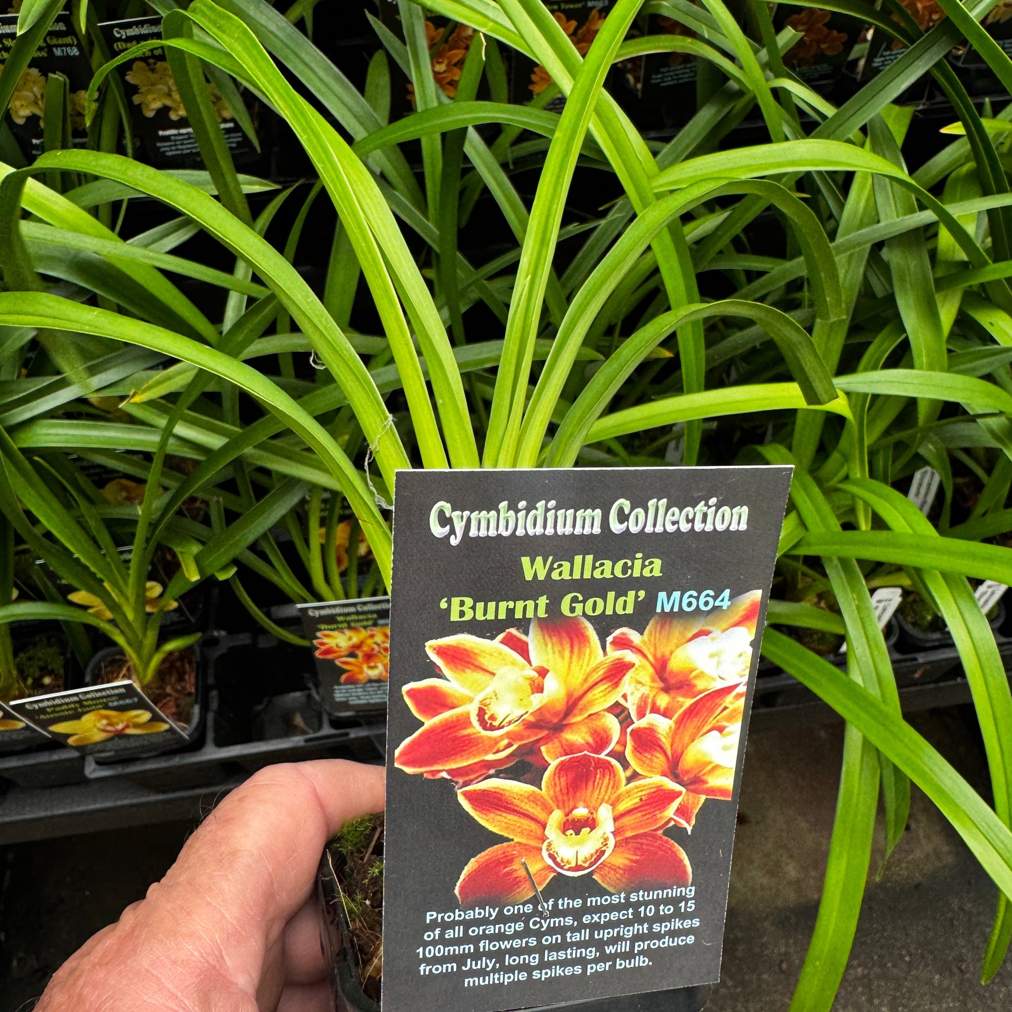 Cymbidium Wallacia 'Burnt Gold'  M 664