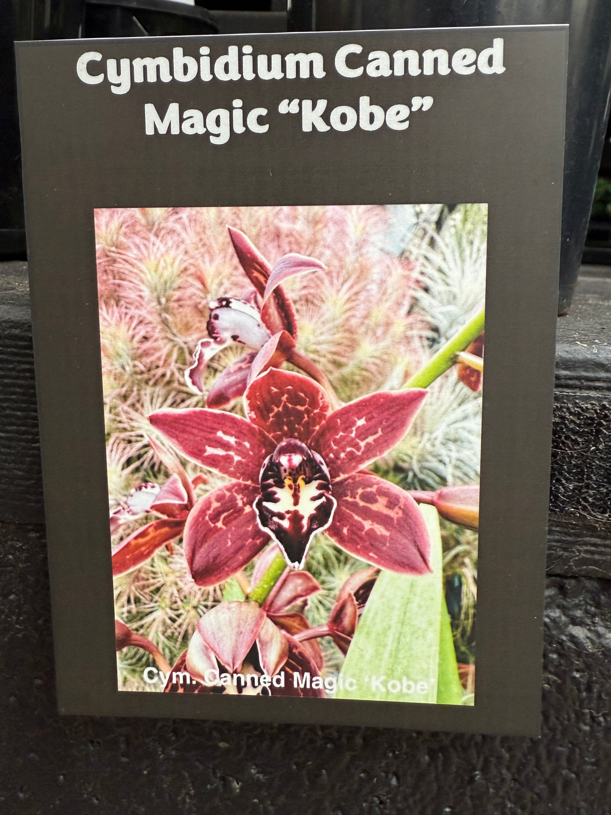Cymbidium Canned Magic 'Kobe'