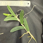 Dendrobium linguiformis (Syn. Dockrillia) Narrow Leaf