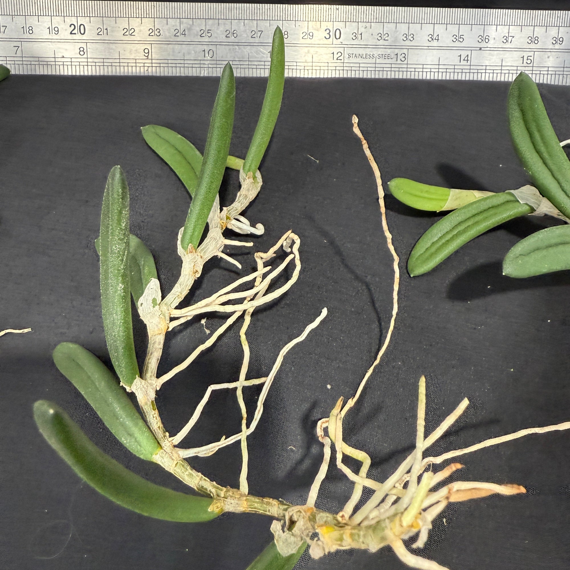 Dendrobium linguiformis (Syn. Dockrillia) Narrow Leaf
