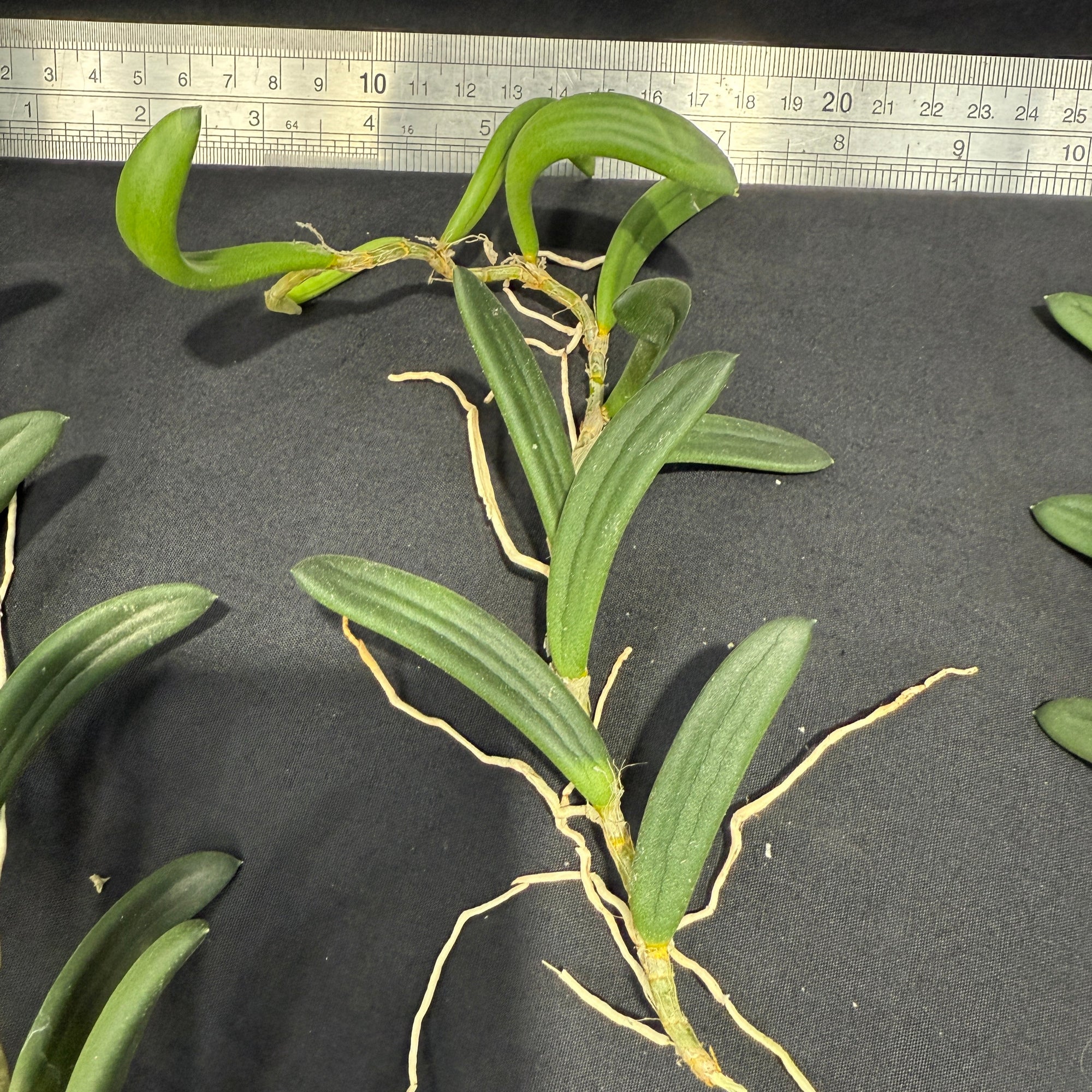Dendrobium linguiformis (Syn. Dockrillia) Narrow Leaf