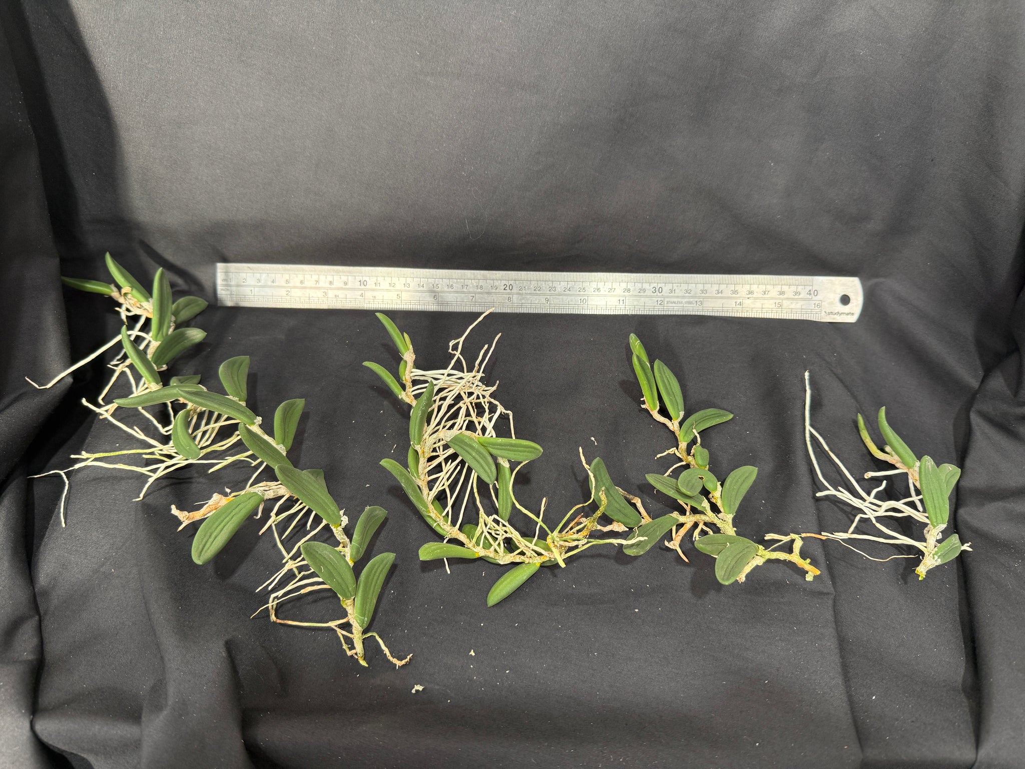 Dendrobium linguiformis (Syn. Dockrillia)
