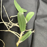 Dendrobium linguiformis (Syn. Dockrillia)