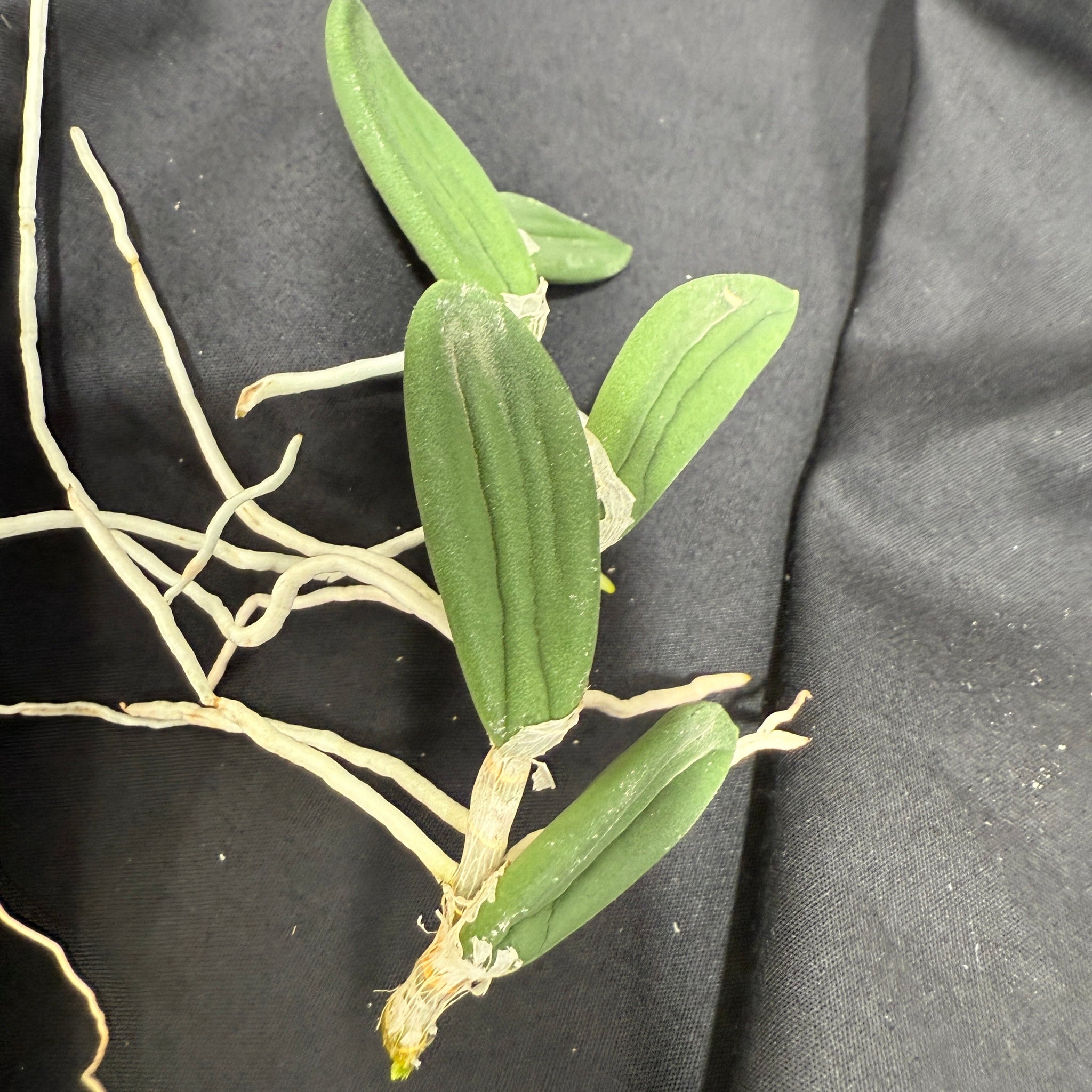 Dendrobium linguiformis (Syn. Dockrillia)