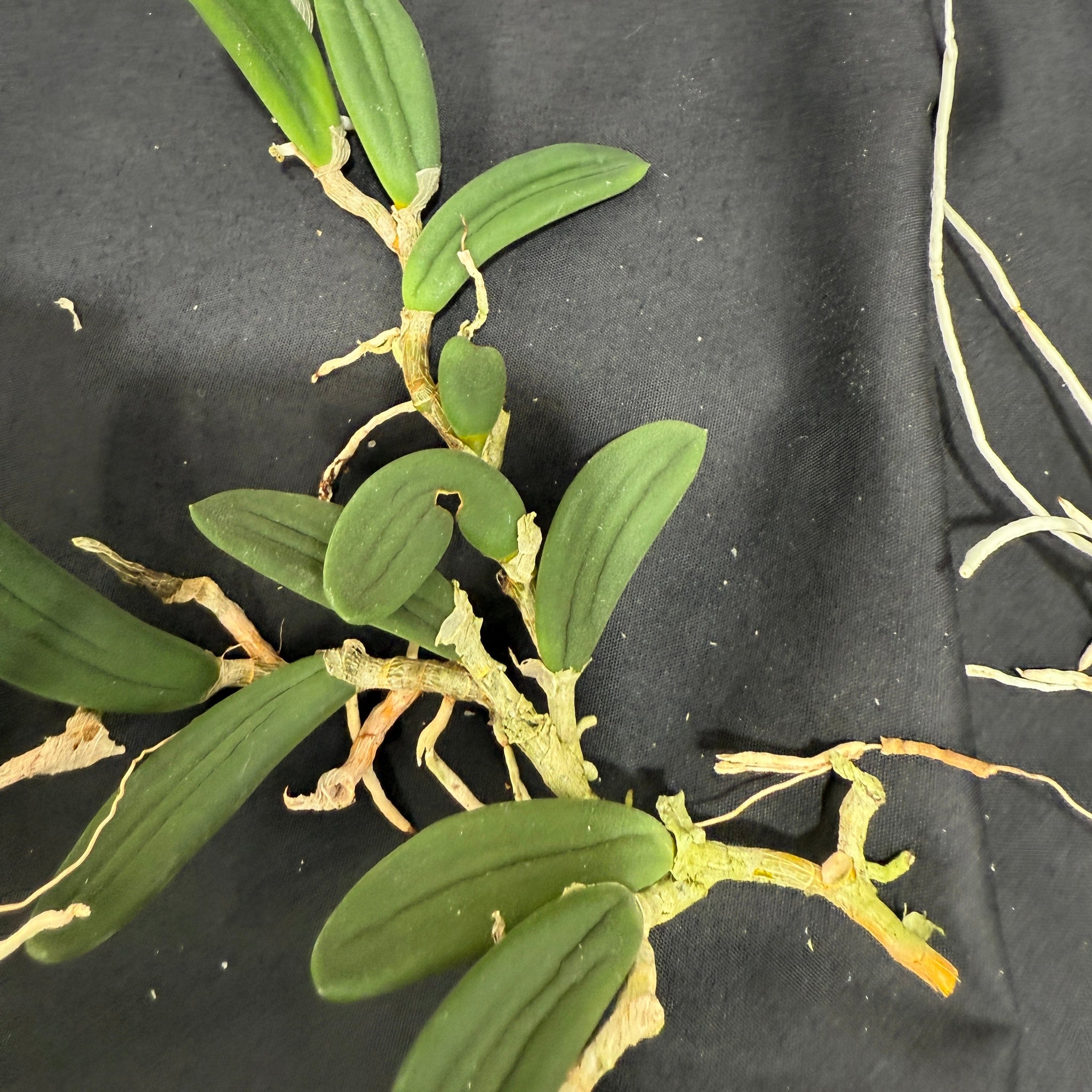 Dendrobium linguiformis (Syn. Dockrillia)