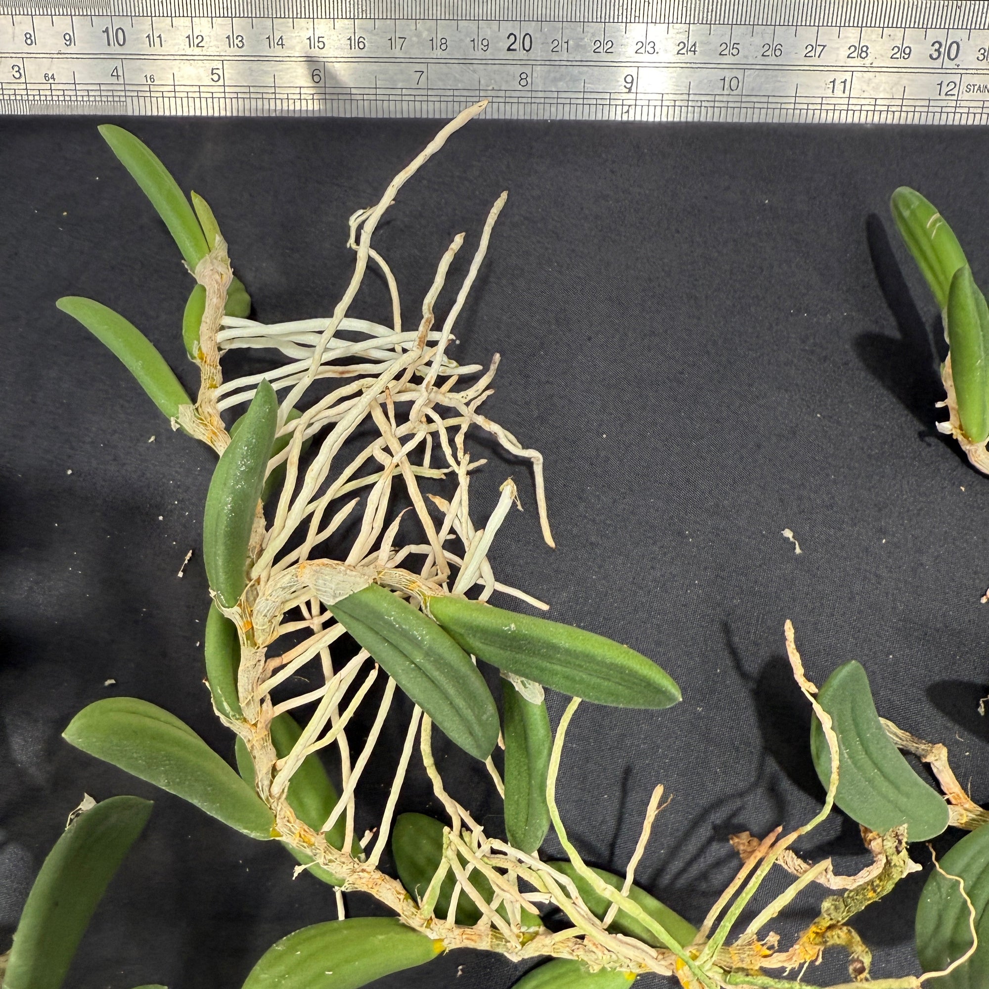 Dendrobium linguiformis (Syn. Dockrillia)