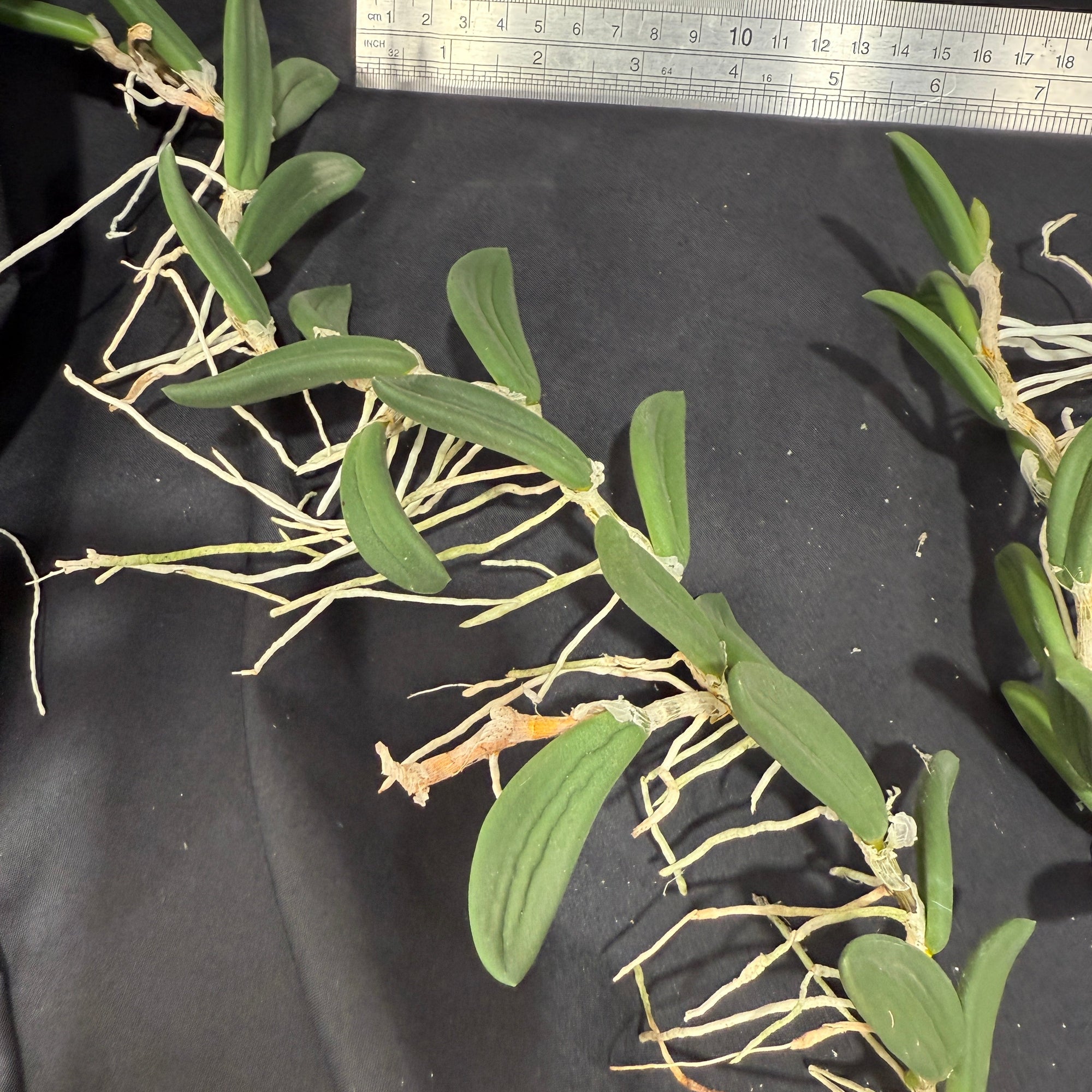 Dendrobium linguiformis (Syn. Dockrillia)