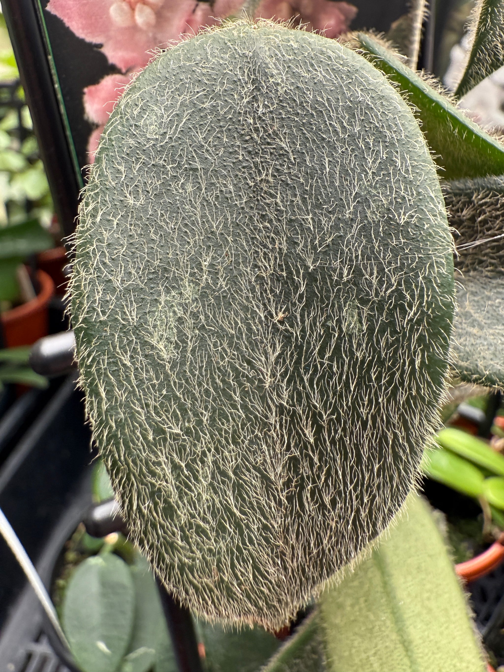 Hoya thomsonii 'Pink' leaf – close-up of thick oval green foliage densely covered in long soft hairs
