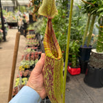 Nepenthes edwardsiana x burbidgeae