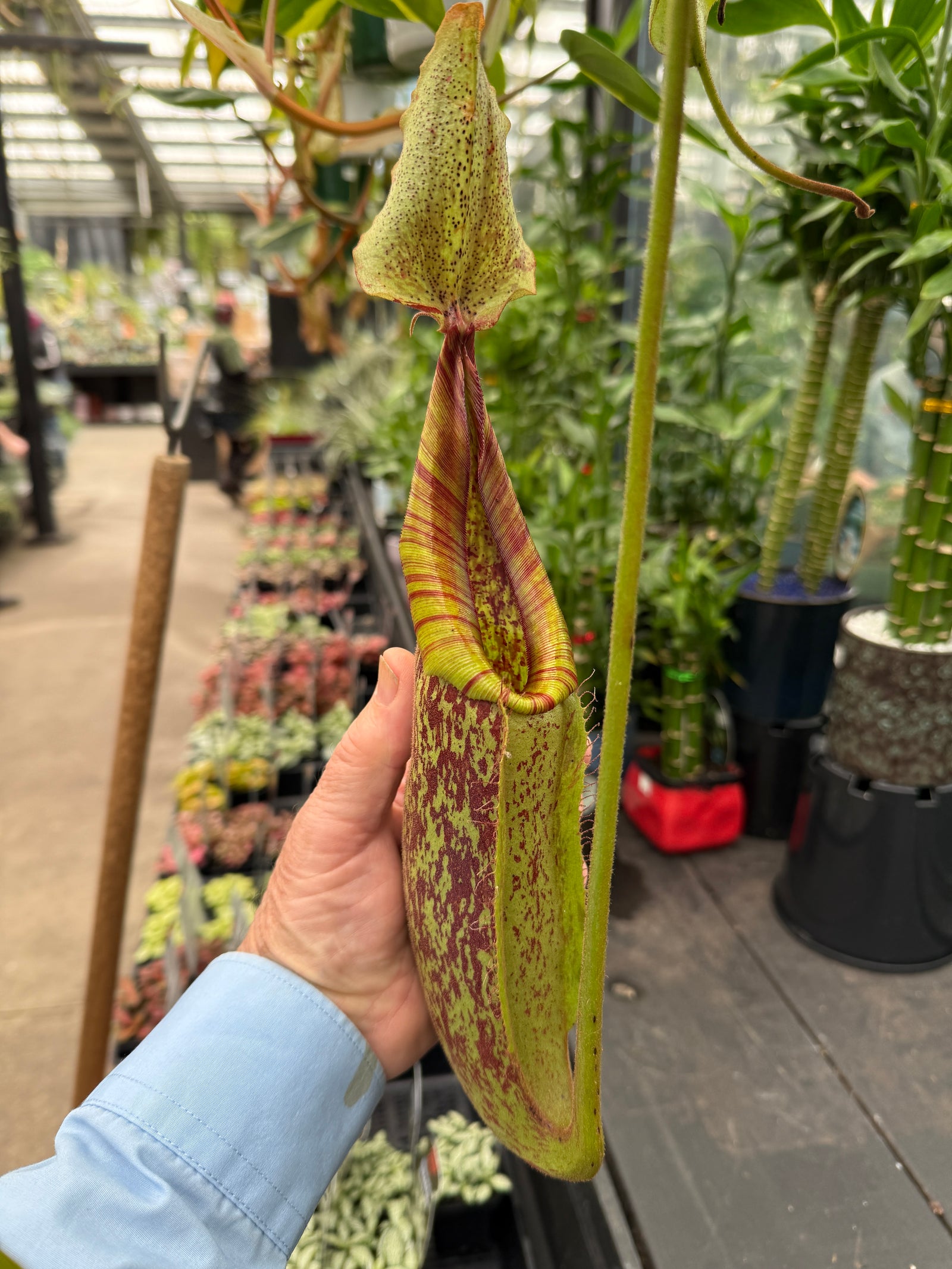 Nepenthes edwardsiana x burbidgeae