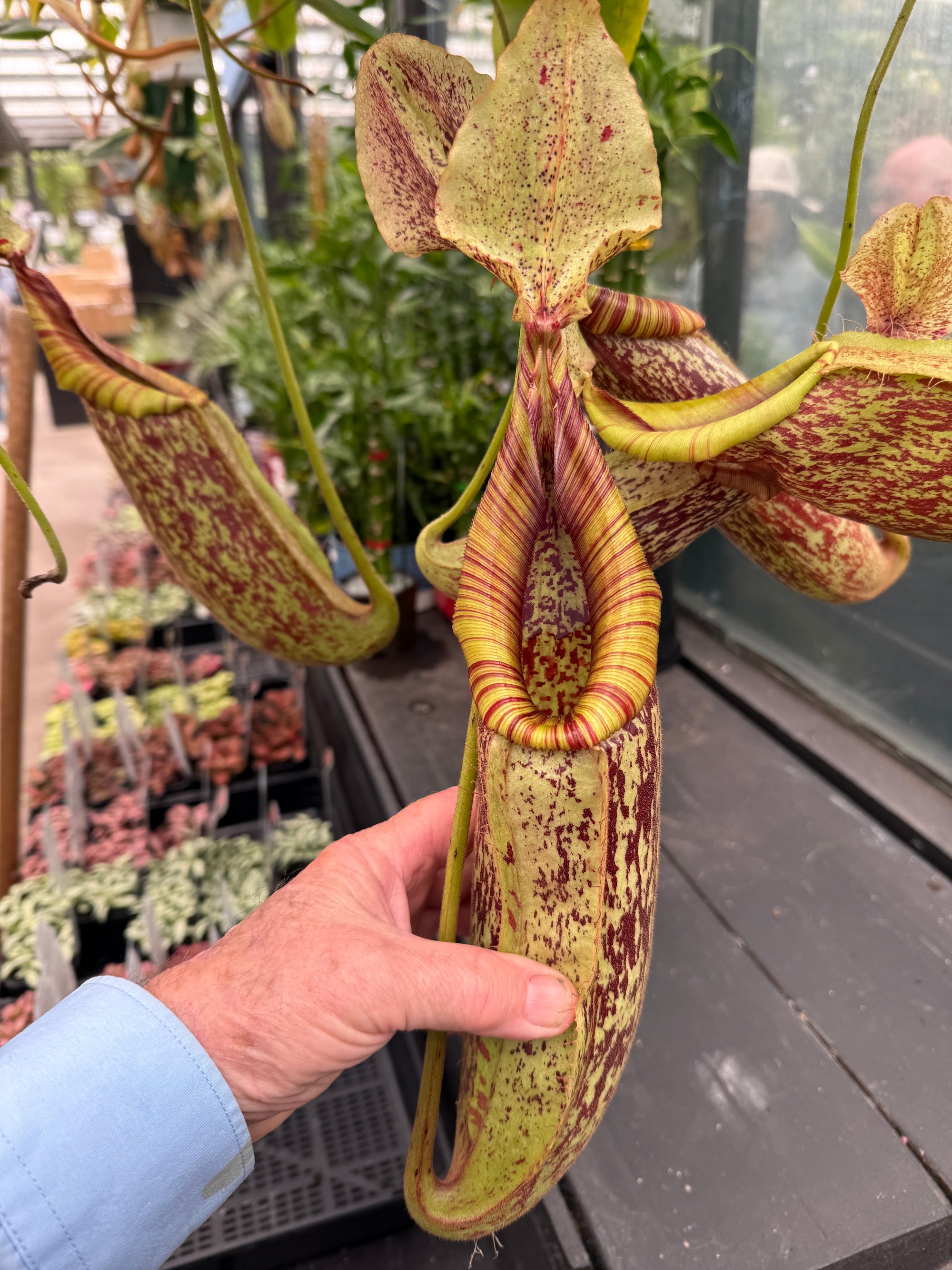 Nepenthes edwardsiana x burbidgeae
