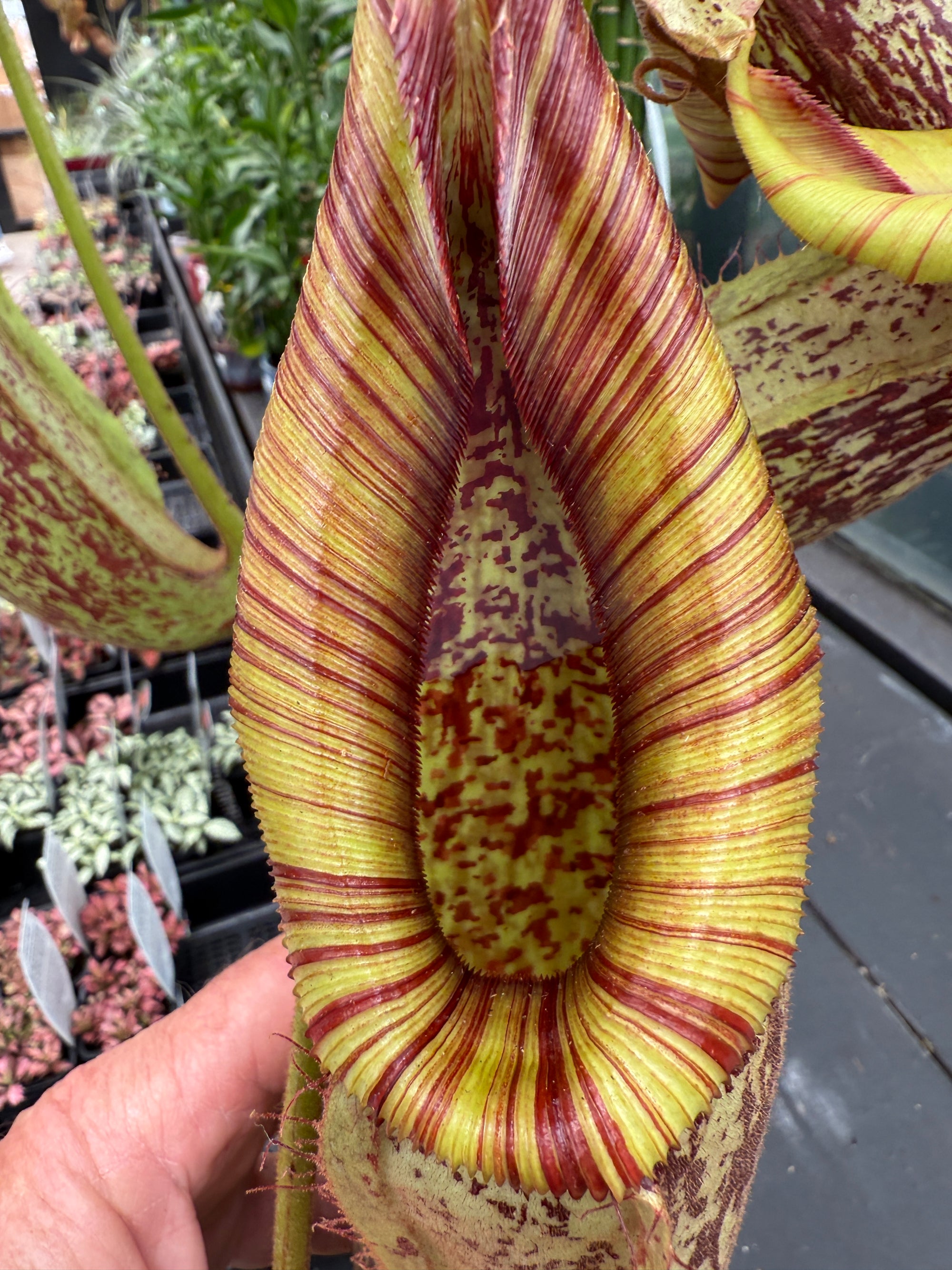 Nepenthes edwardsiana x burbidgeae