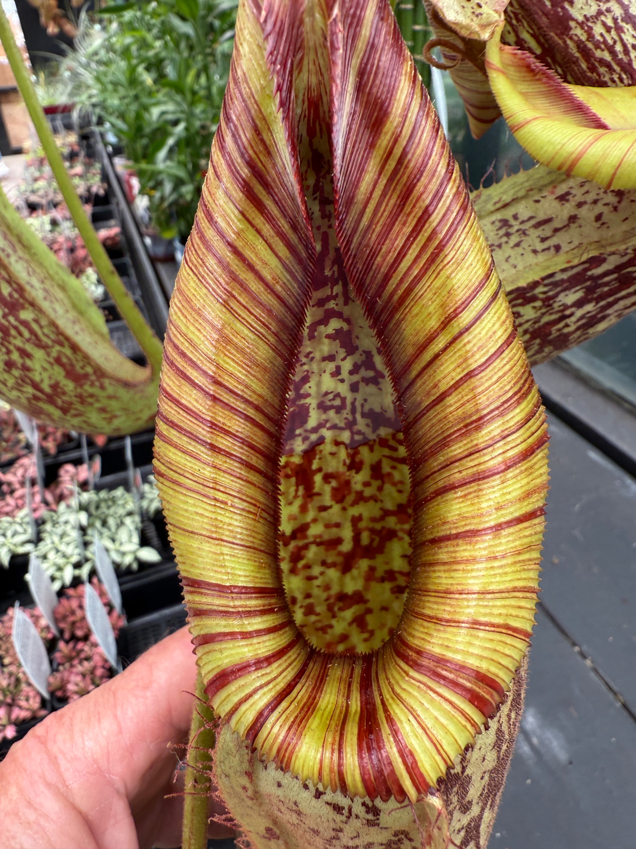 Nepenthes edwardsiana x burbidgeae