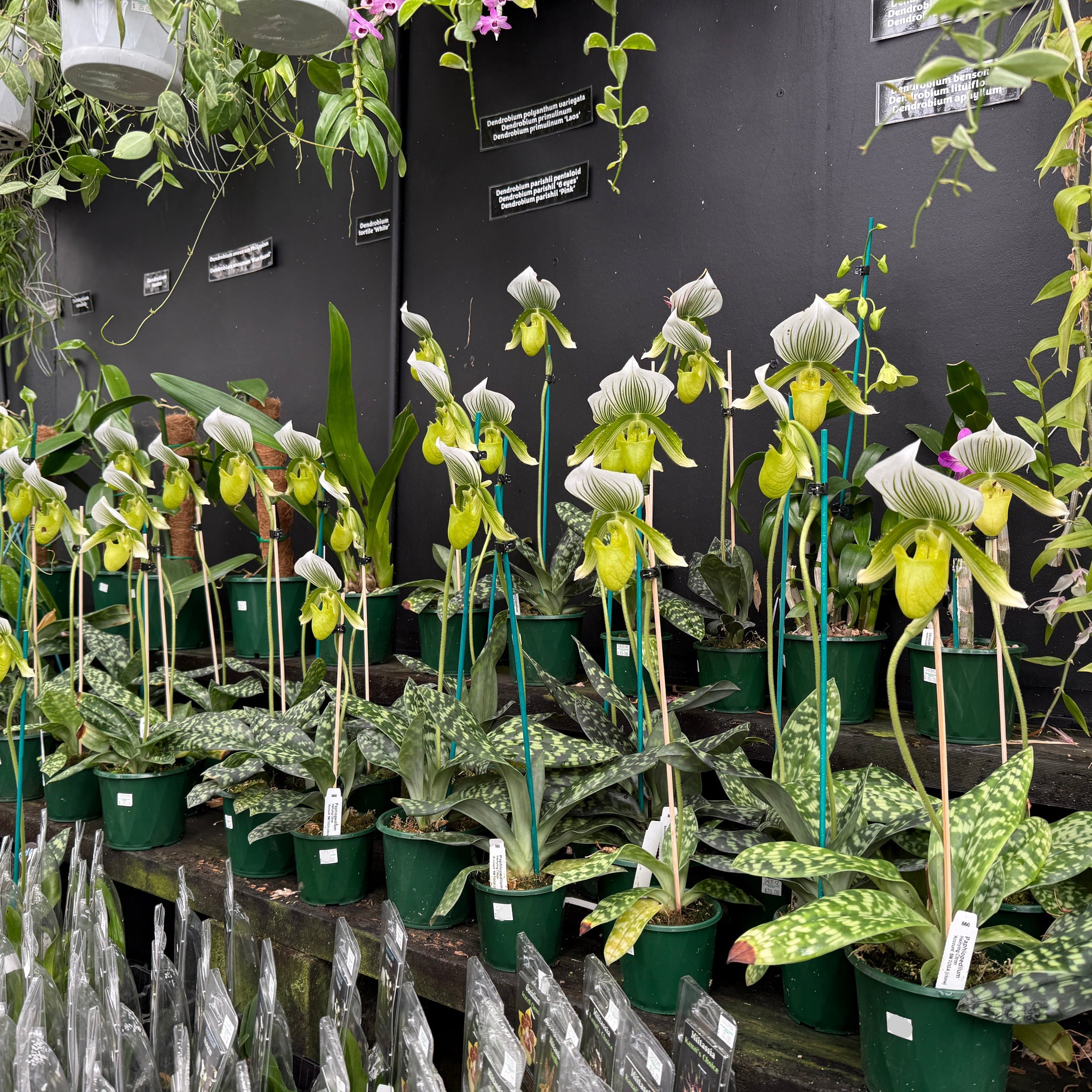 Paphiopedilum Hsinying Citron 'Account'