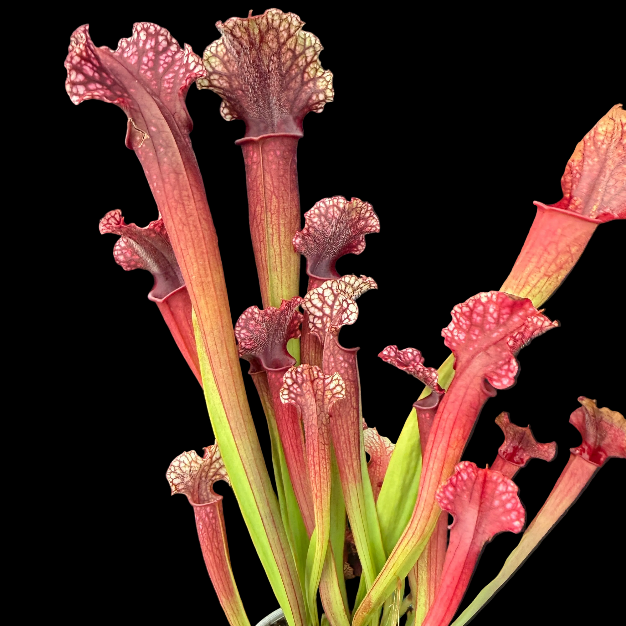 Sarracenia Judith Hindle
