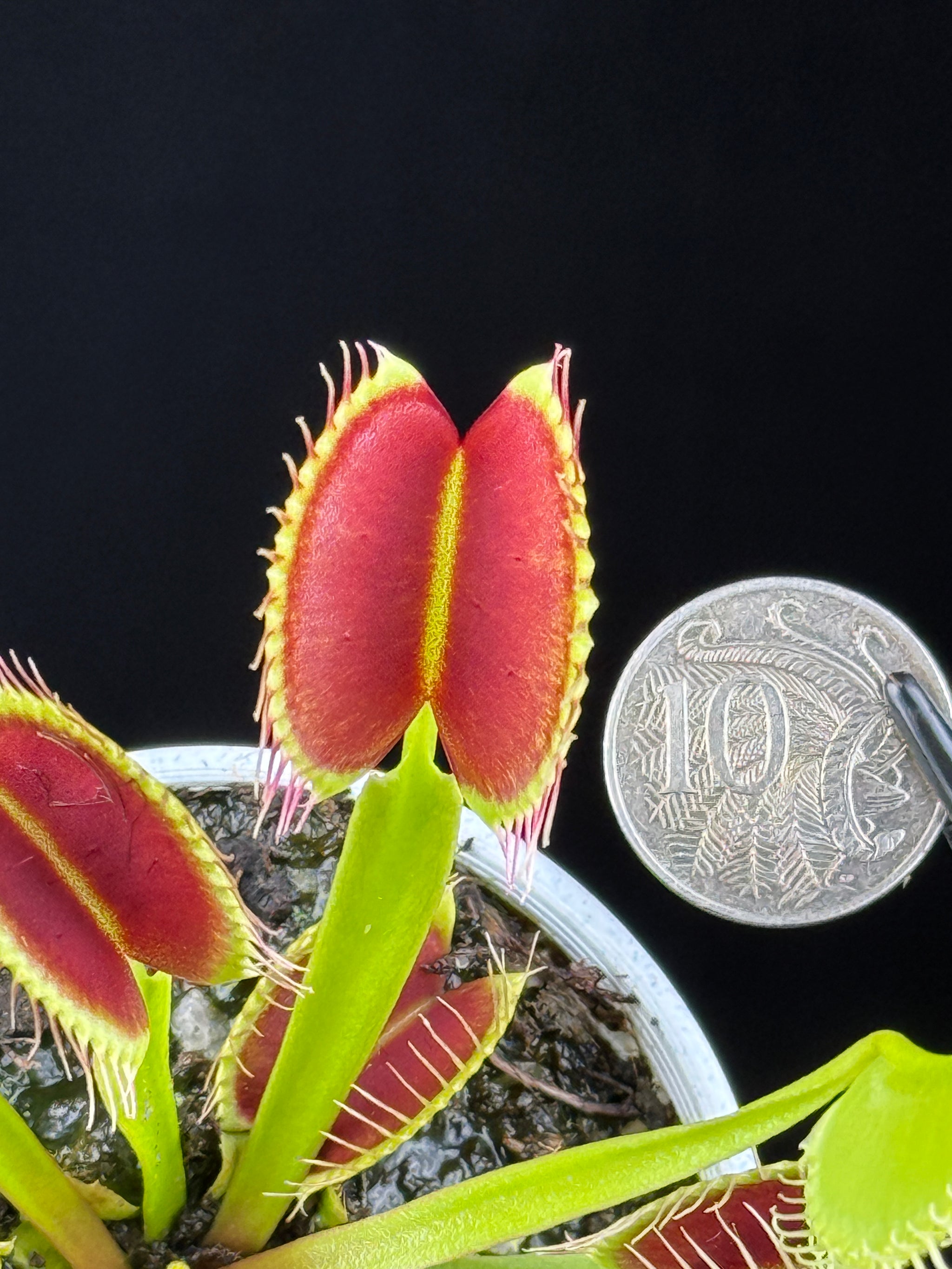 Dionaea muscipula ‘G14'
- Venus Fly Trap