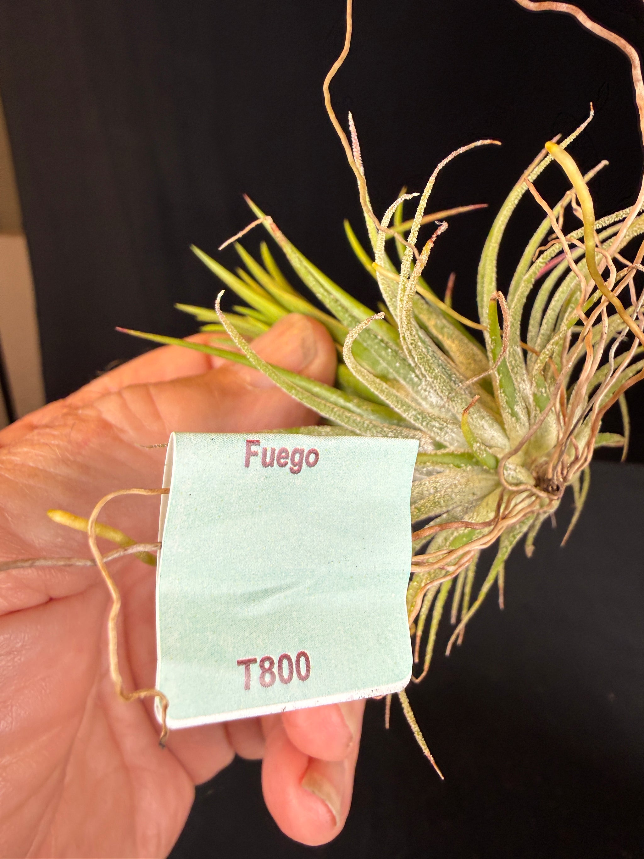 Tillandsia ionantha 'Fuego'