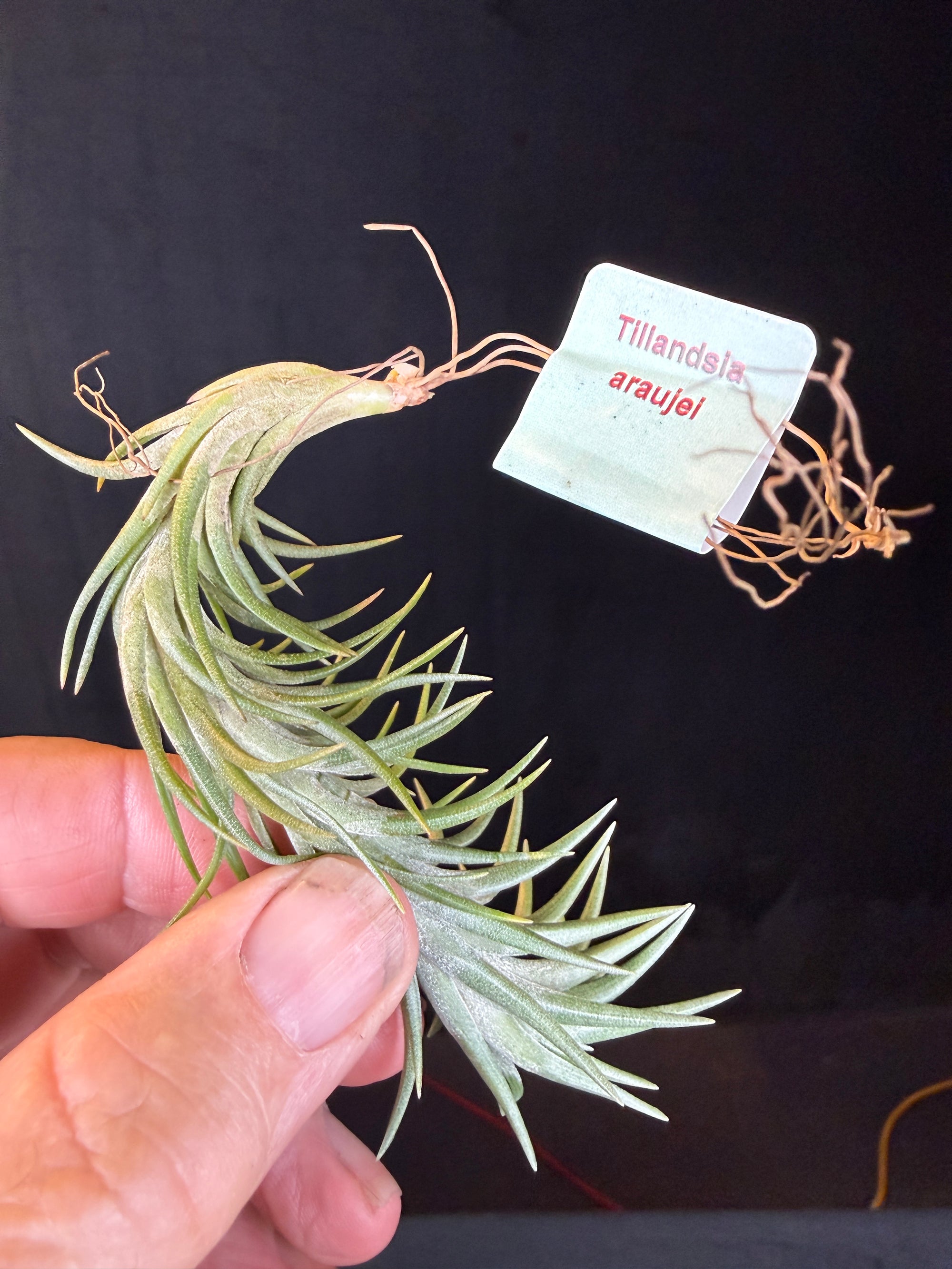 Tillandsia araujei