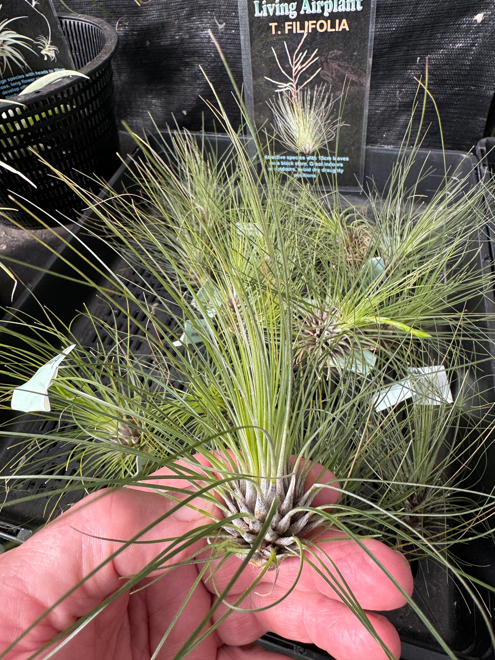 Tillandsia filifolia