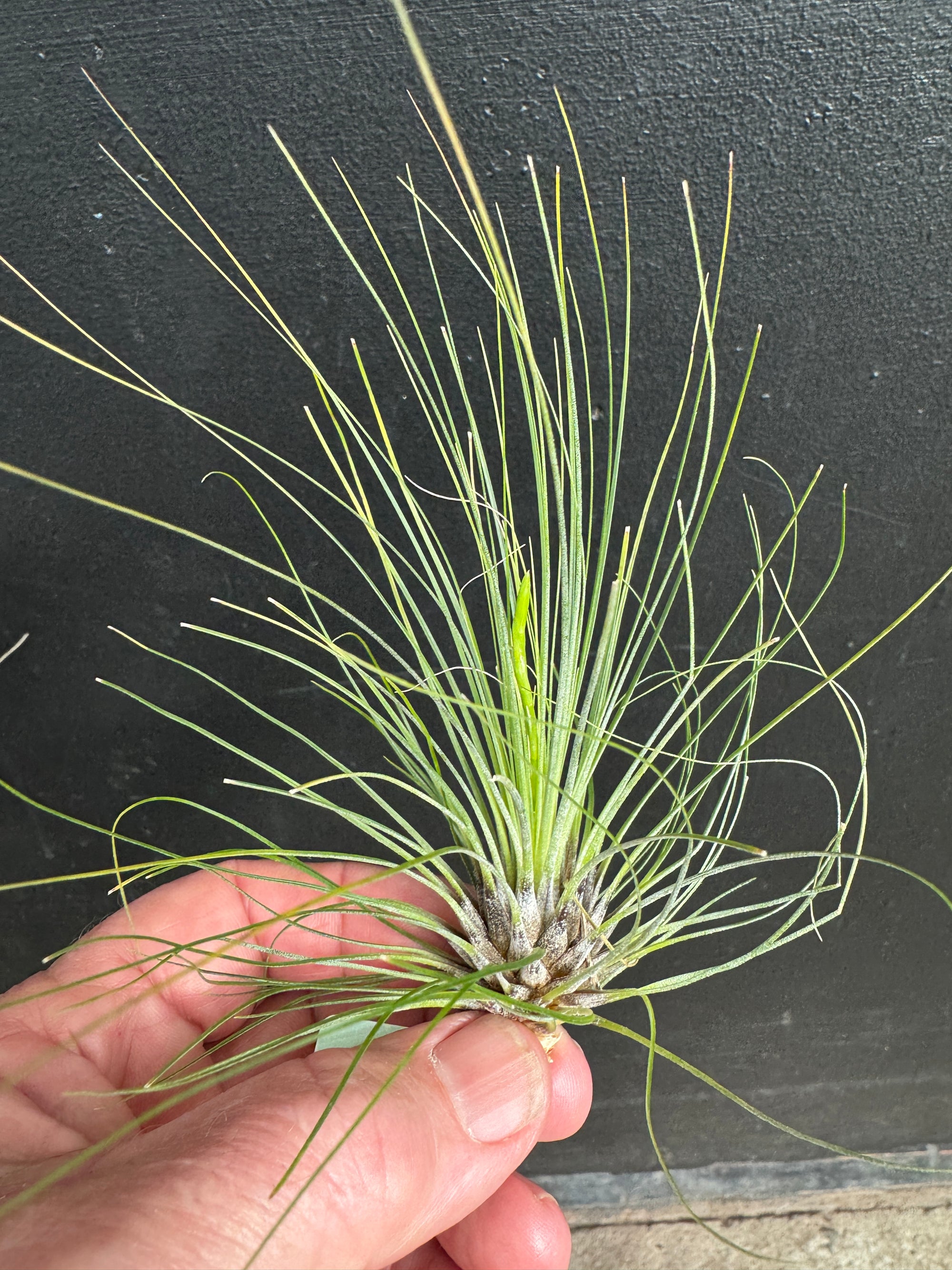 Tillandsia filifolia