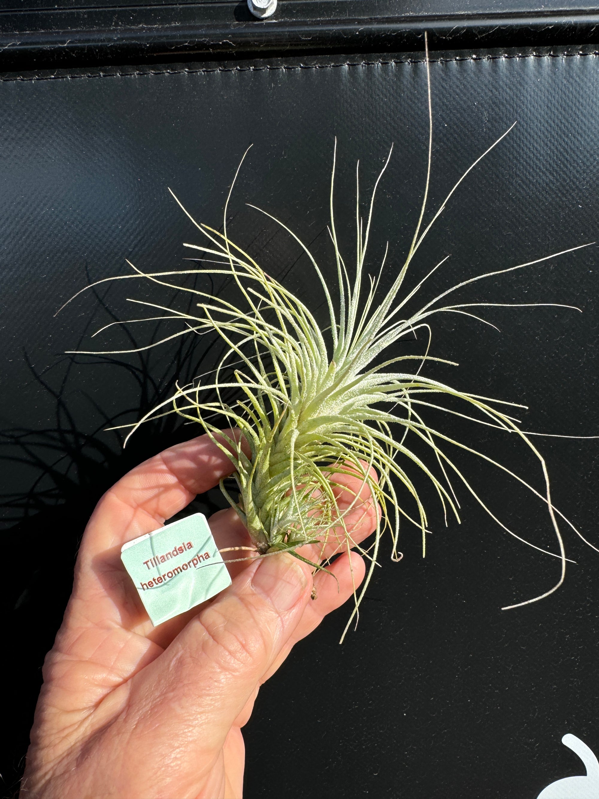 Tillandsia heteromorpha