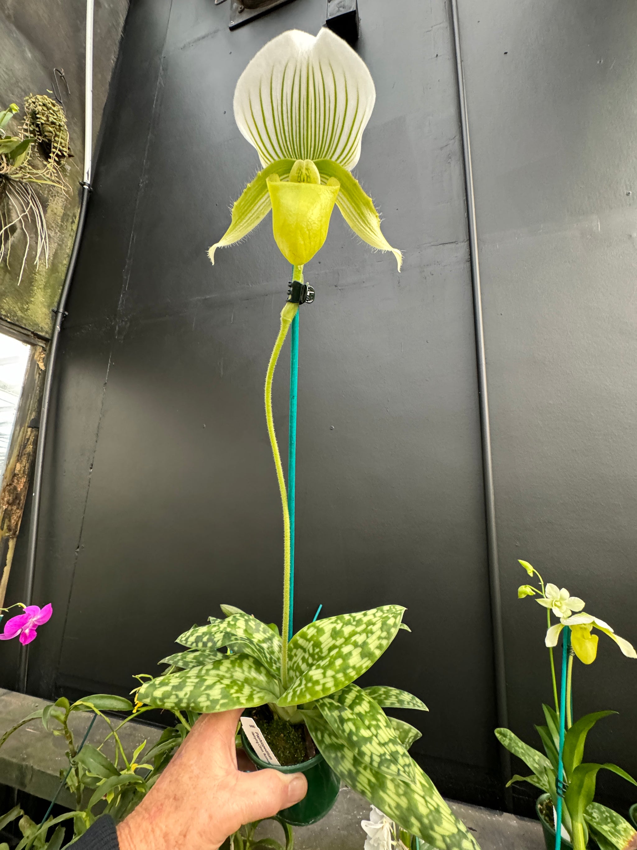 Paphiopedilum Yi Ying 'Green Coral' Flowering sized 100+mm Pot