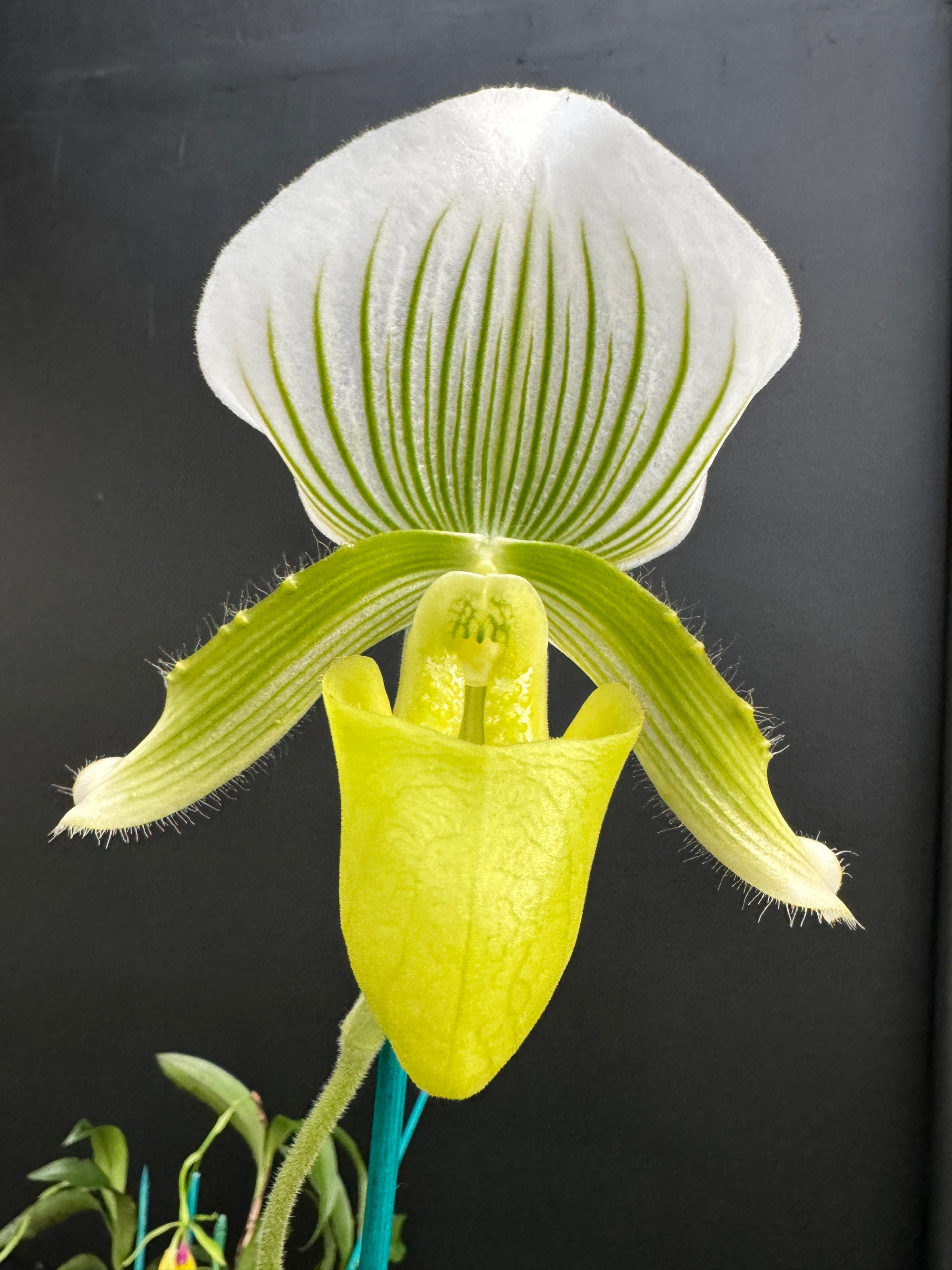 Paphiopedilum Yi Ying 'Green Coral' Flowering sized 100+mm Pot