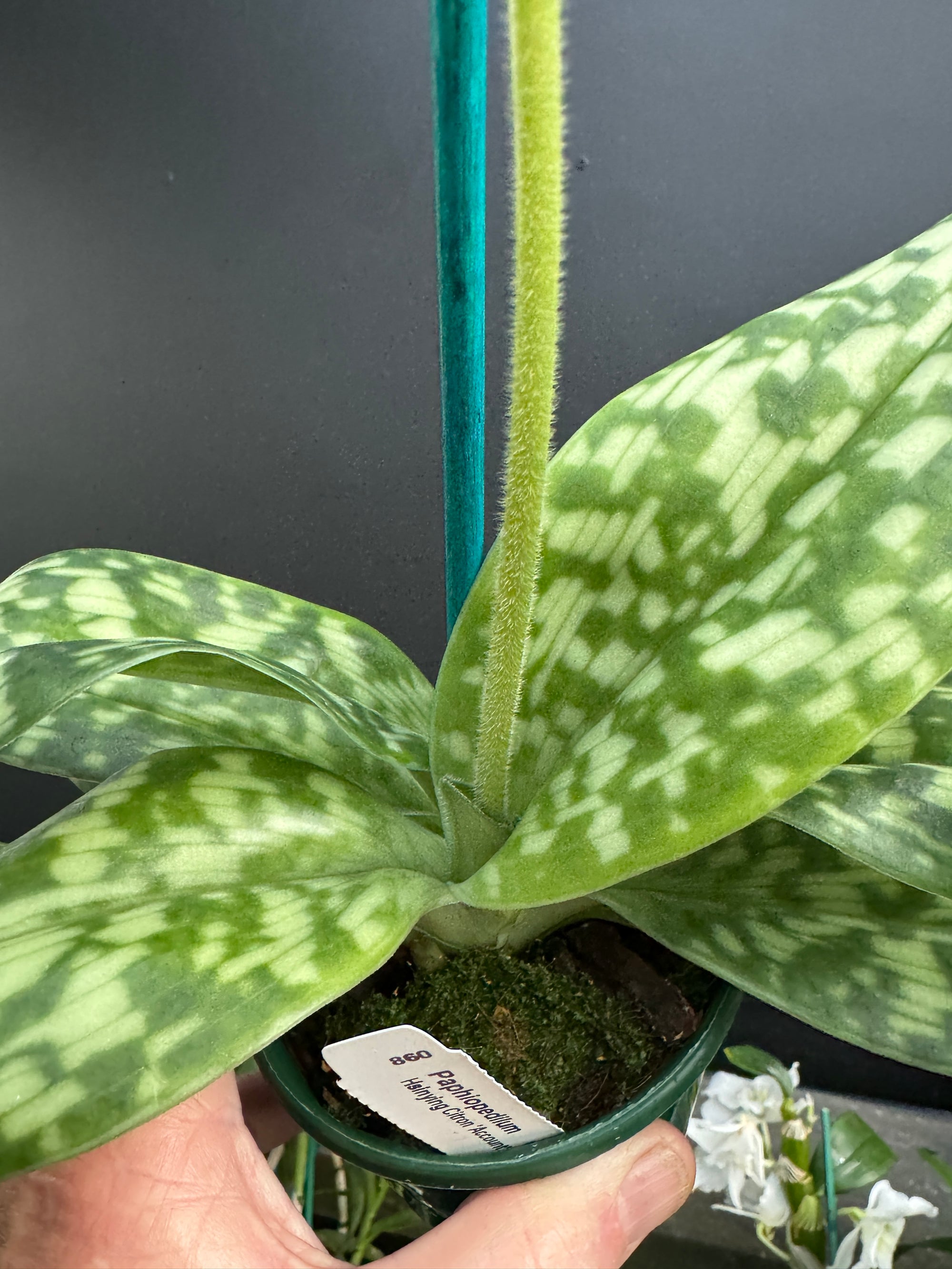 Paphiopedilum Yi Ying 'Green Coral' Flowering sized 100+mm Pot