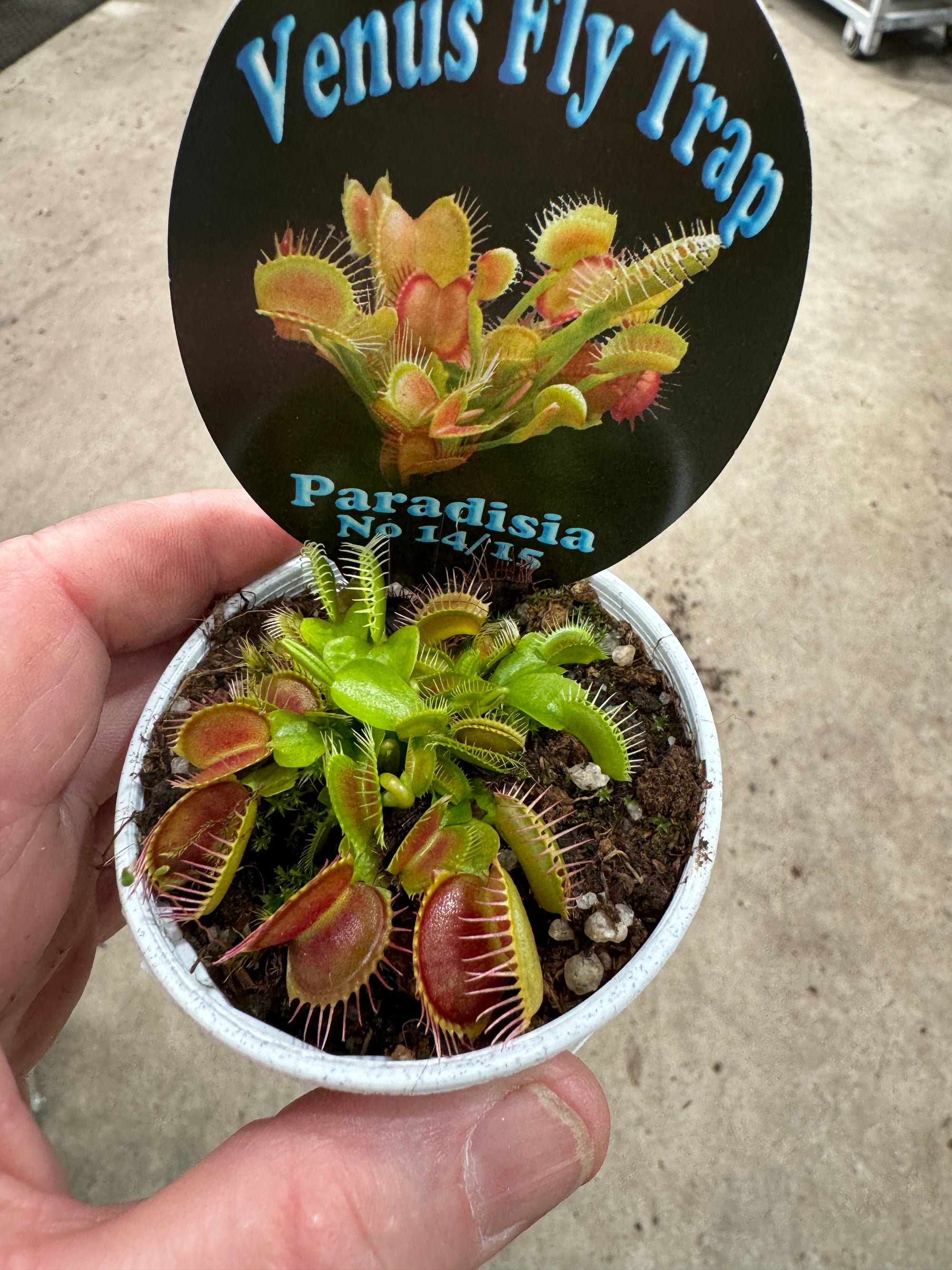 Venus Fly Trap Dionaea muscipula Paradisia 14/15