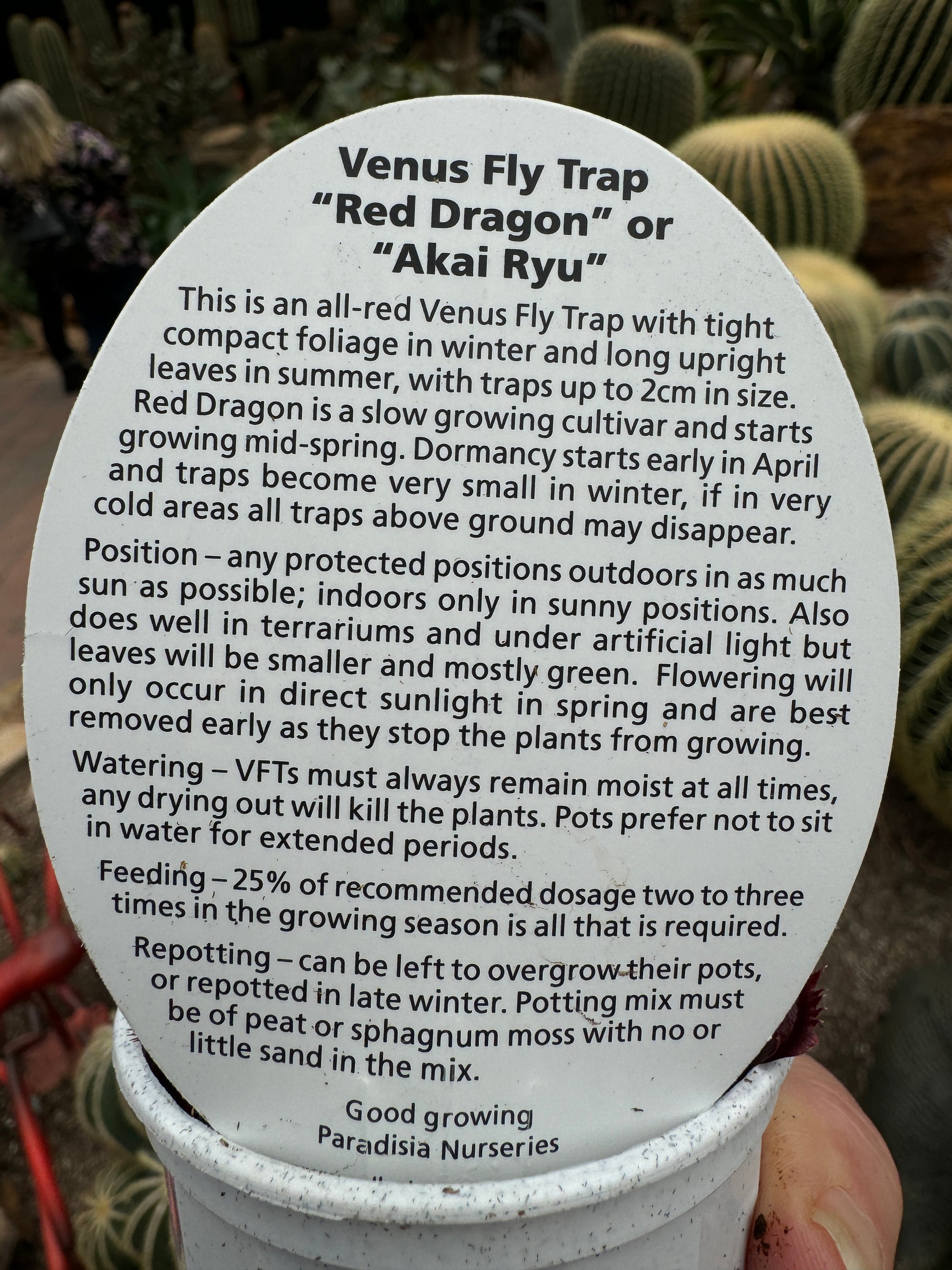 Dionaea muscipula 'Akai Ryu/Red Dragon' - Venus Fly Trap – Collectors ...