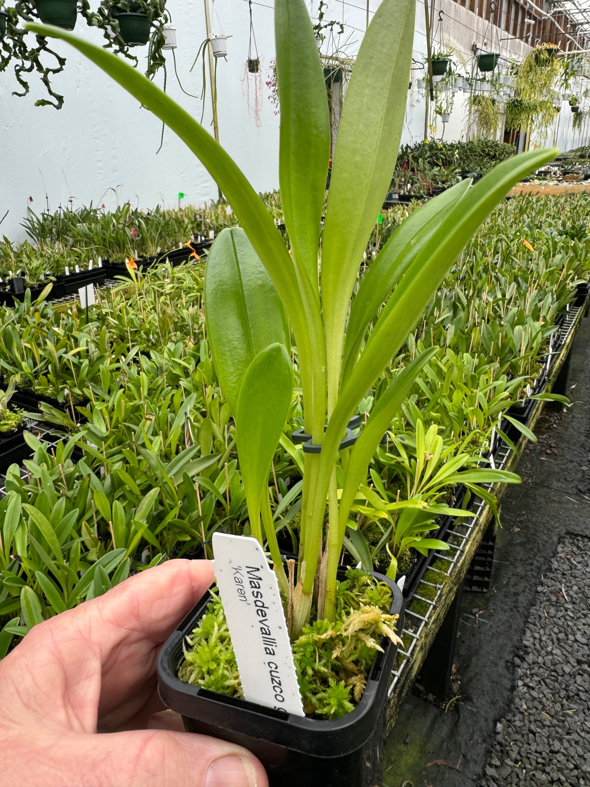 Masdevallia  Cusco Gold 'Karen' divisions