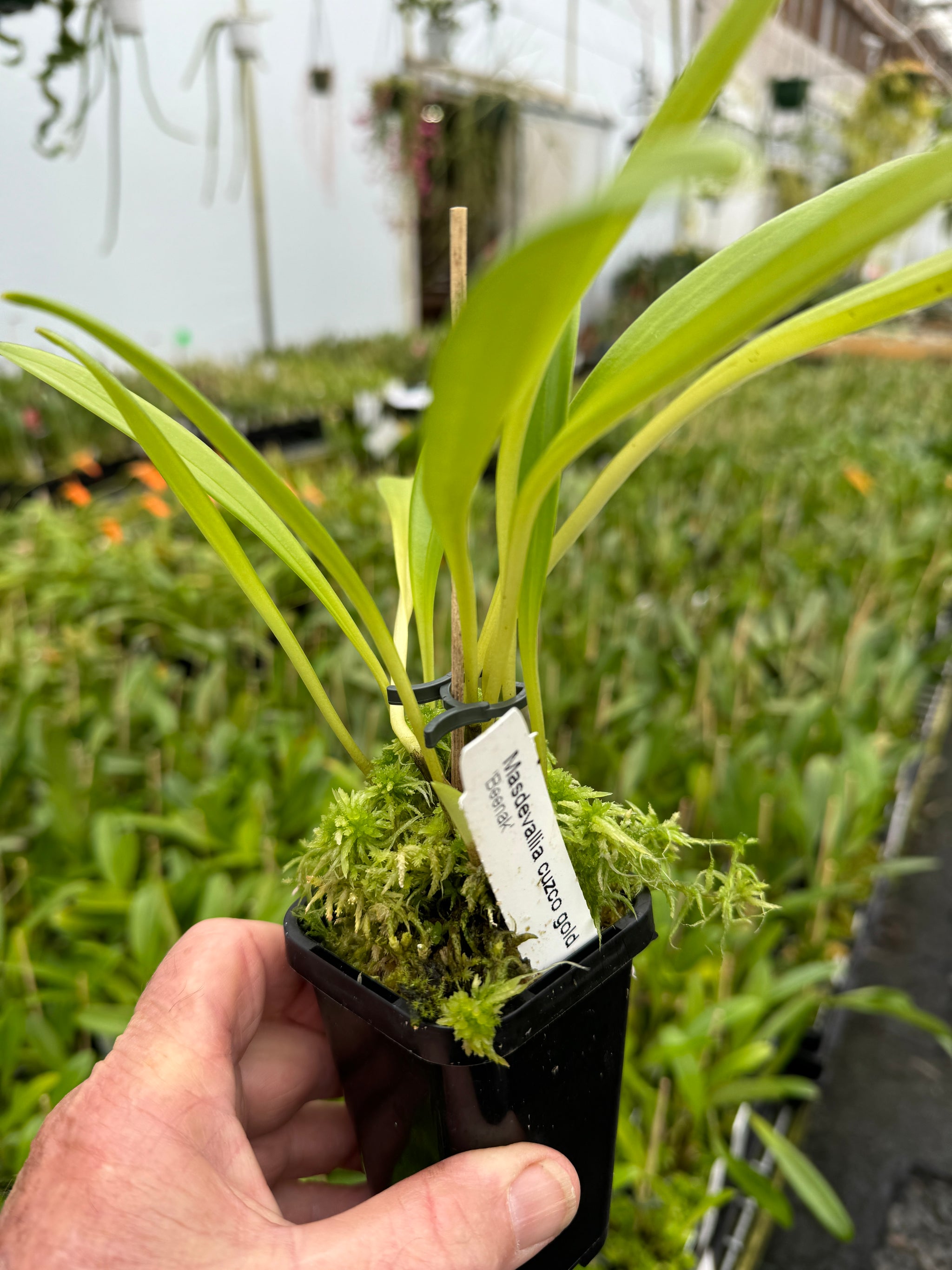 Masdevallia  Cusco Gold 'Beenak' divisions