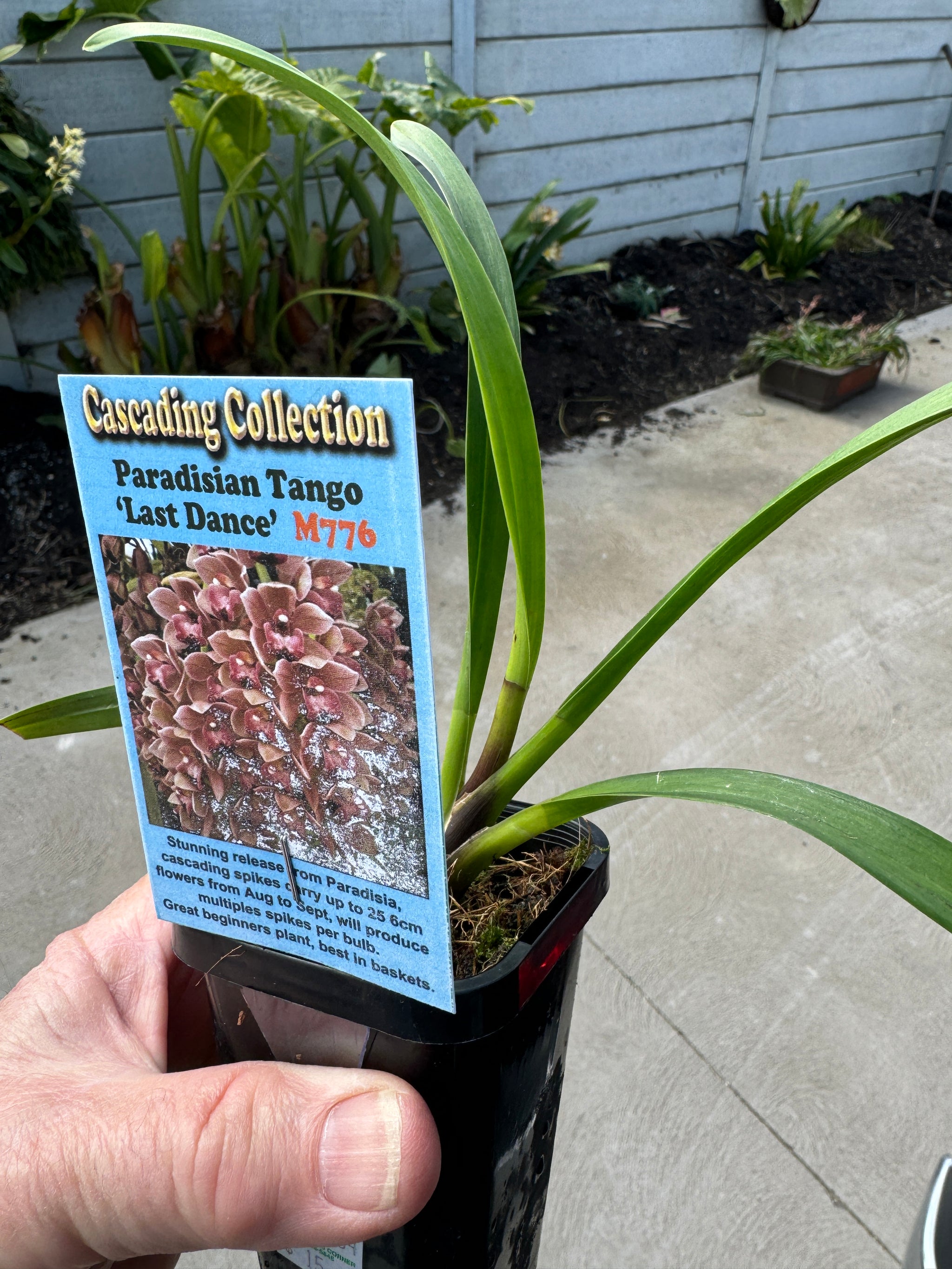 Cymbidium Paradisian Tango 'Last Dance' Pendulous