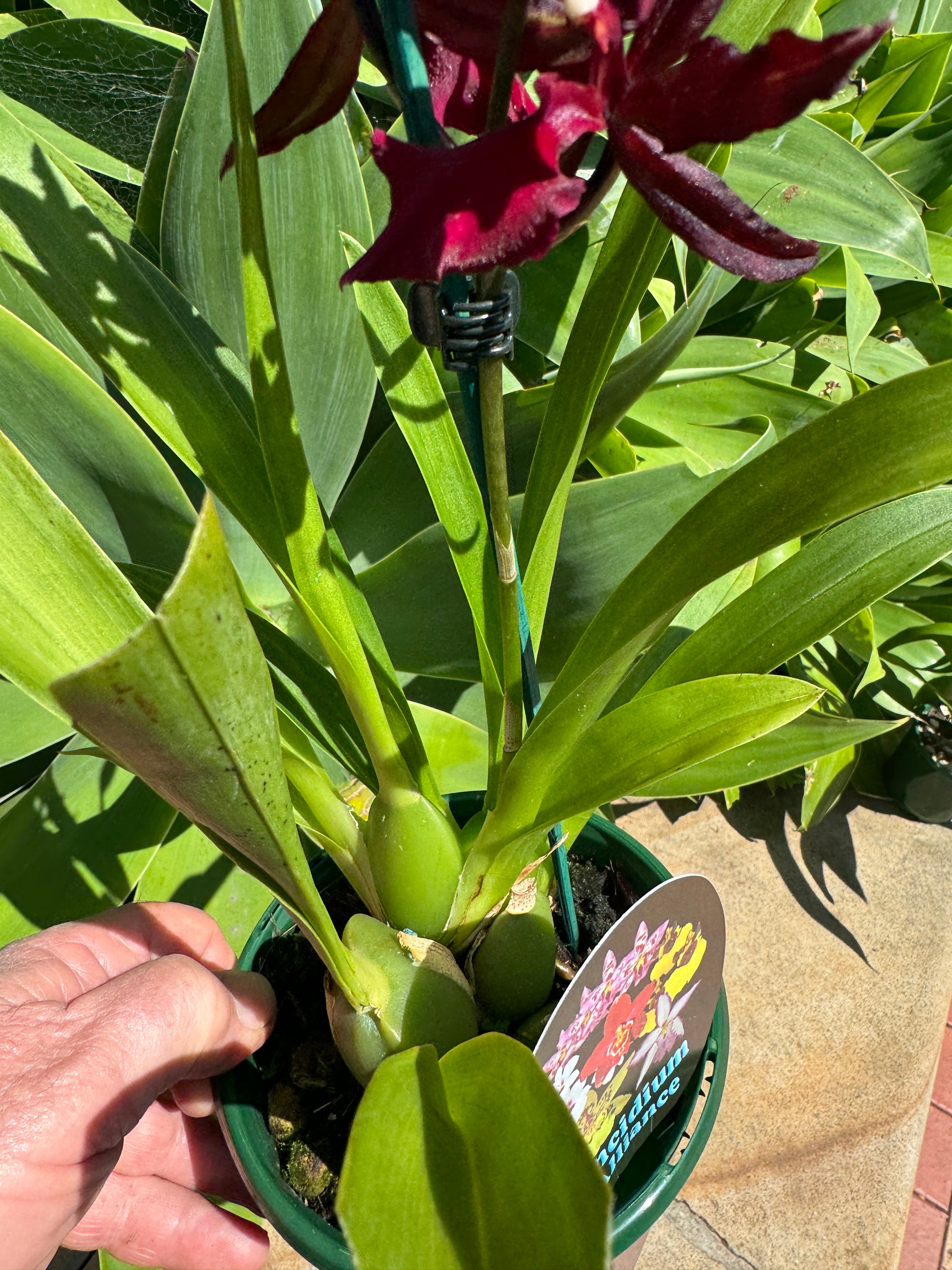 Odontocidium Massai Red Star