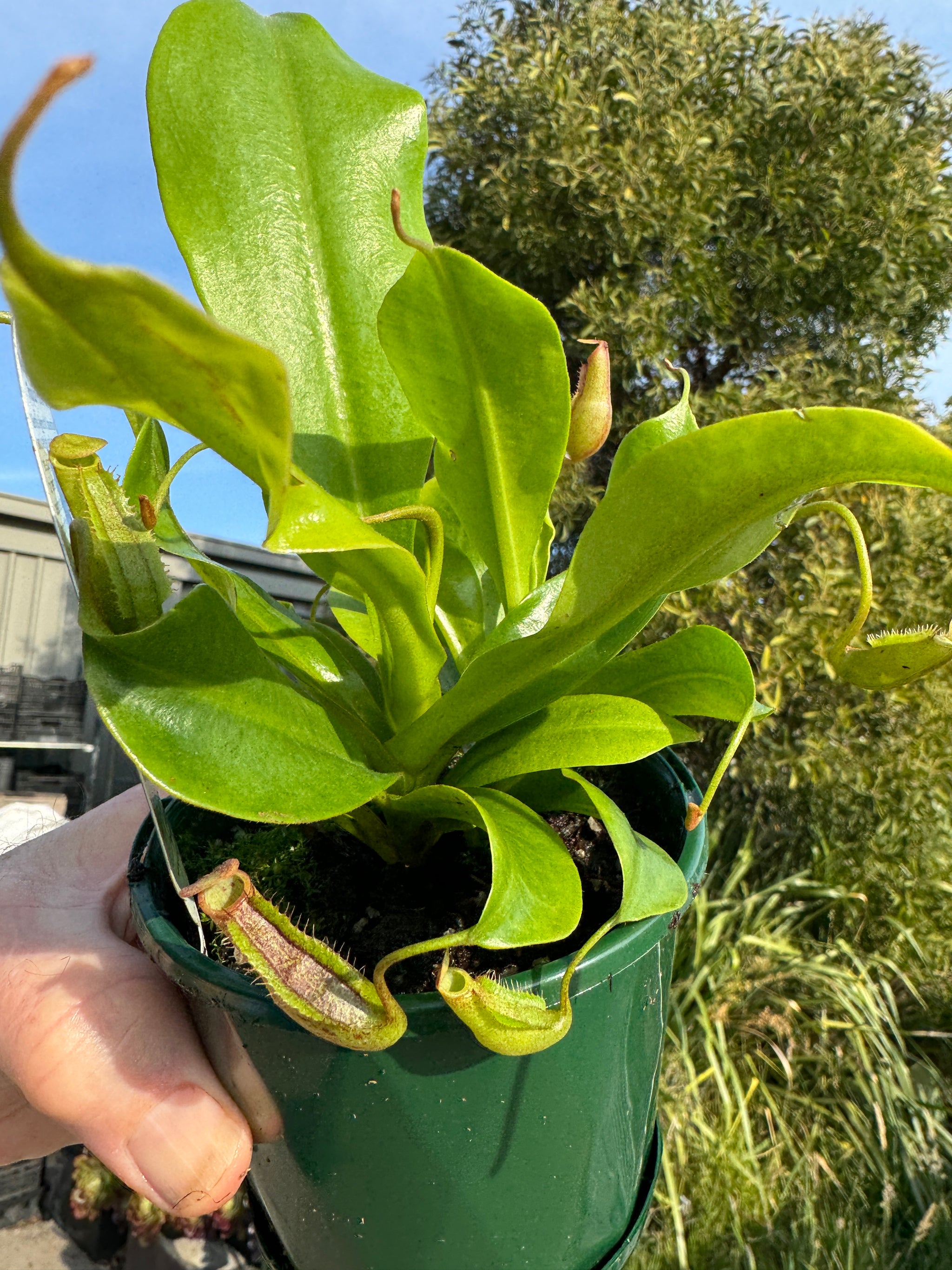 Nepenthes 'Gentle' 100mm pot super sized