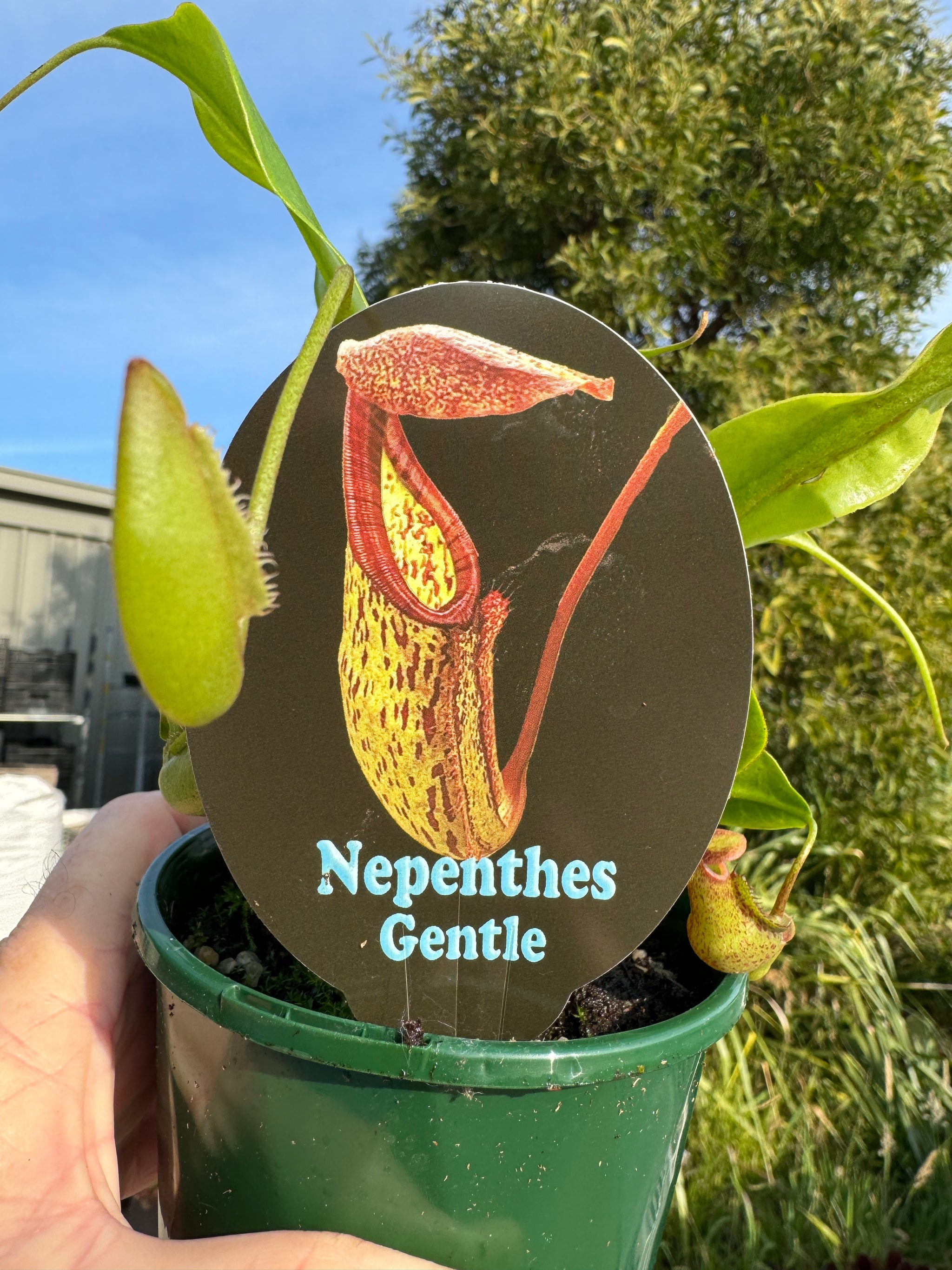 Nepenthes 'Gentle' 100mm pot super sized