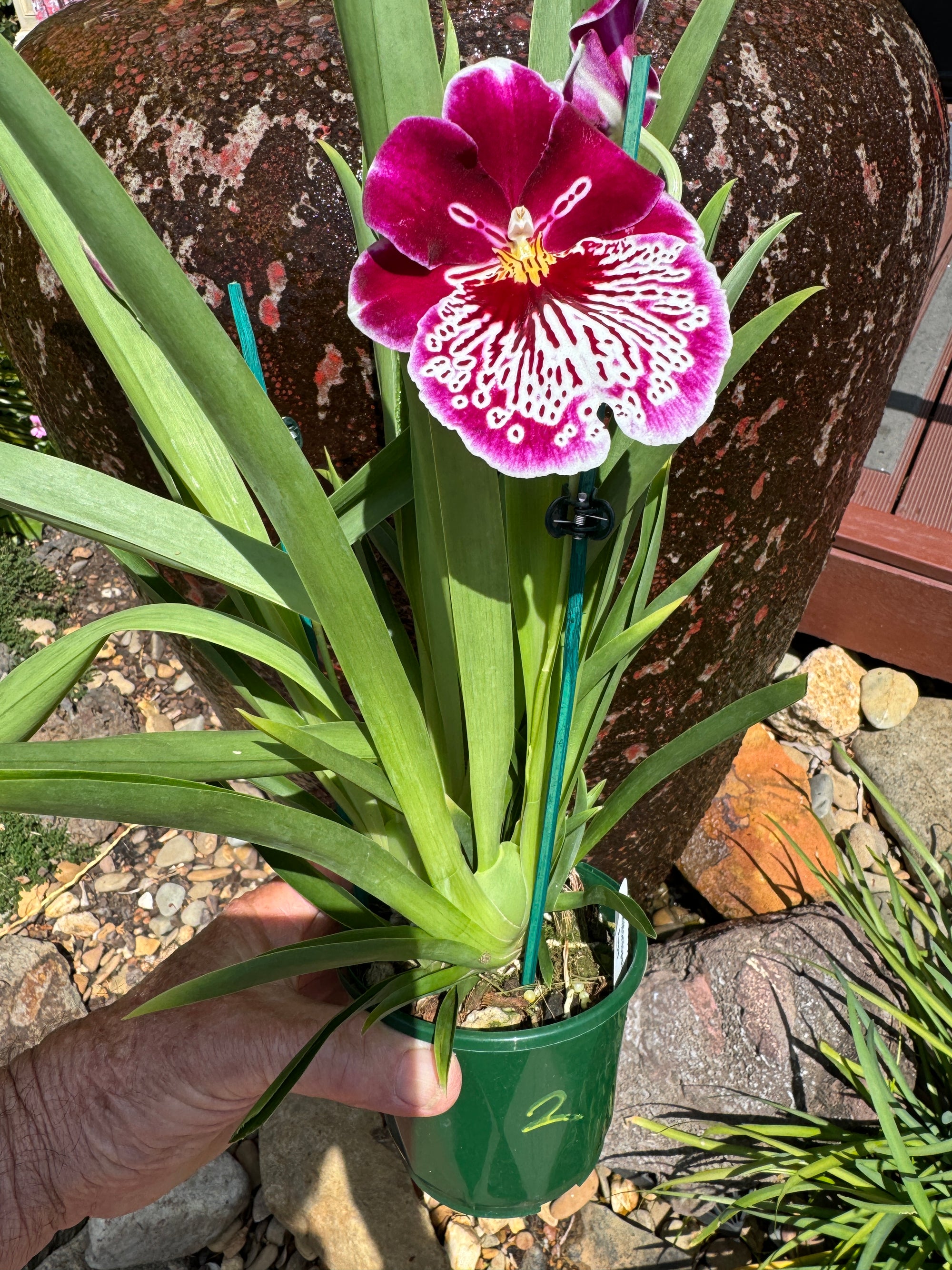 Miltoniopsis Waterfall purple 3 spikes 100 mm potted. Plant 2