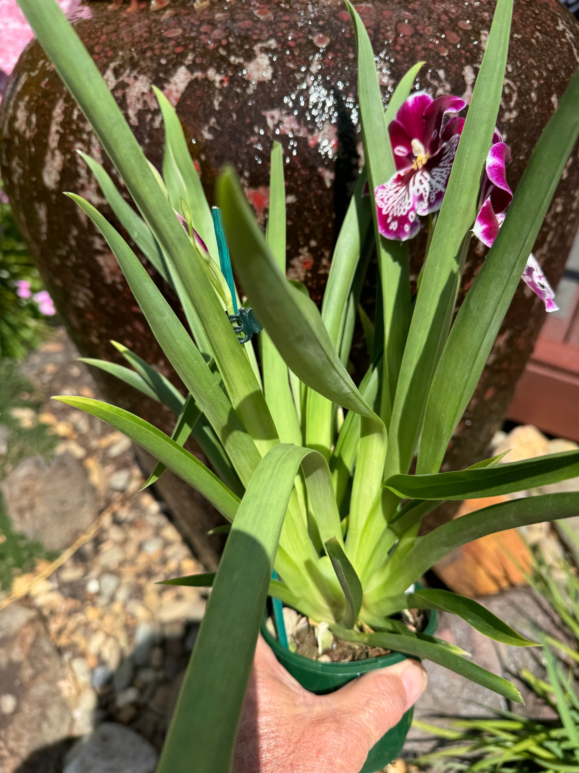 Miltoniopsis Waterfall purple 3 spikes 100 mm potted. Plant 2