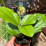 Hoya lambii 100 mm potted