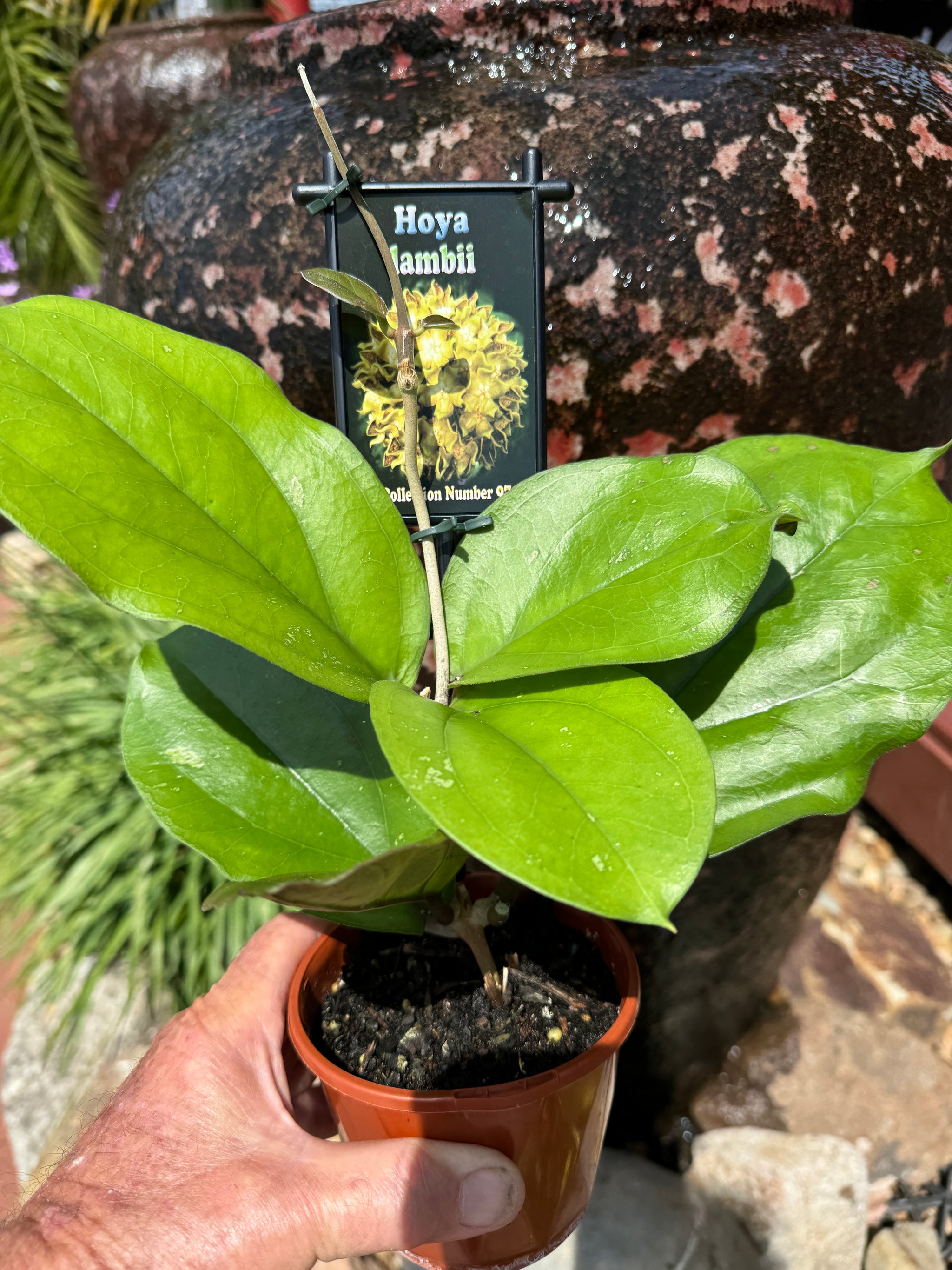 Hoya lambii 100 mm potted